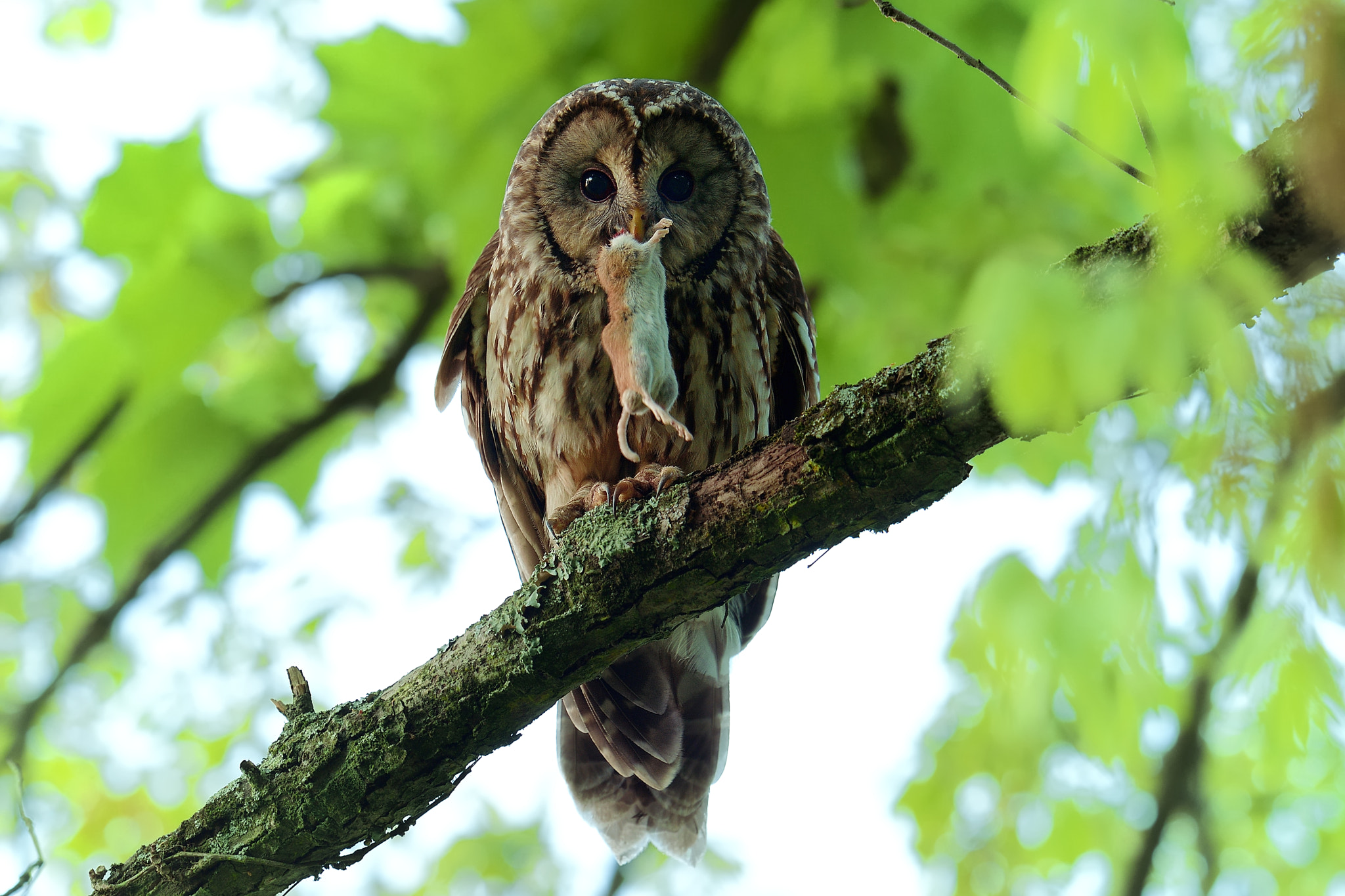 Nikon AF-S Nikkor 600mm F4G ED VR sample photo. Ural owl photography