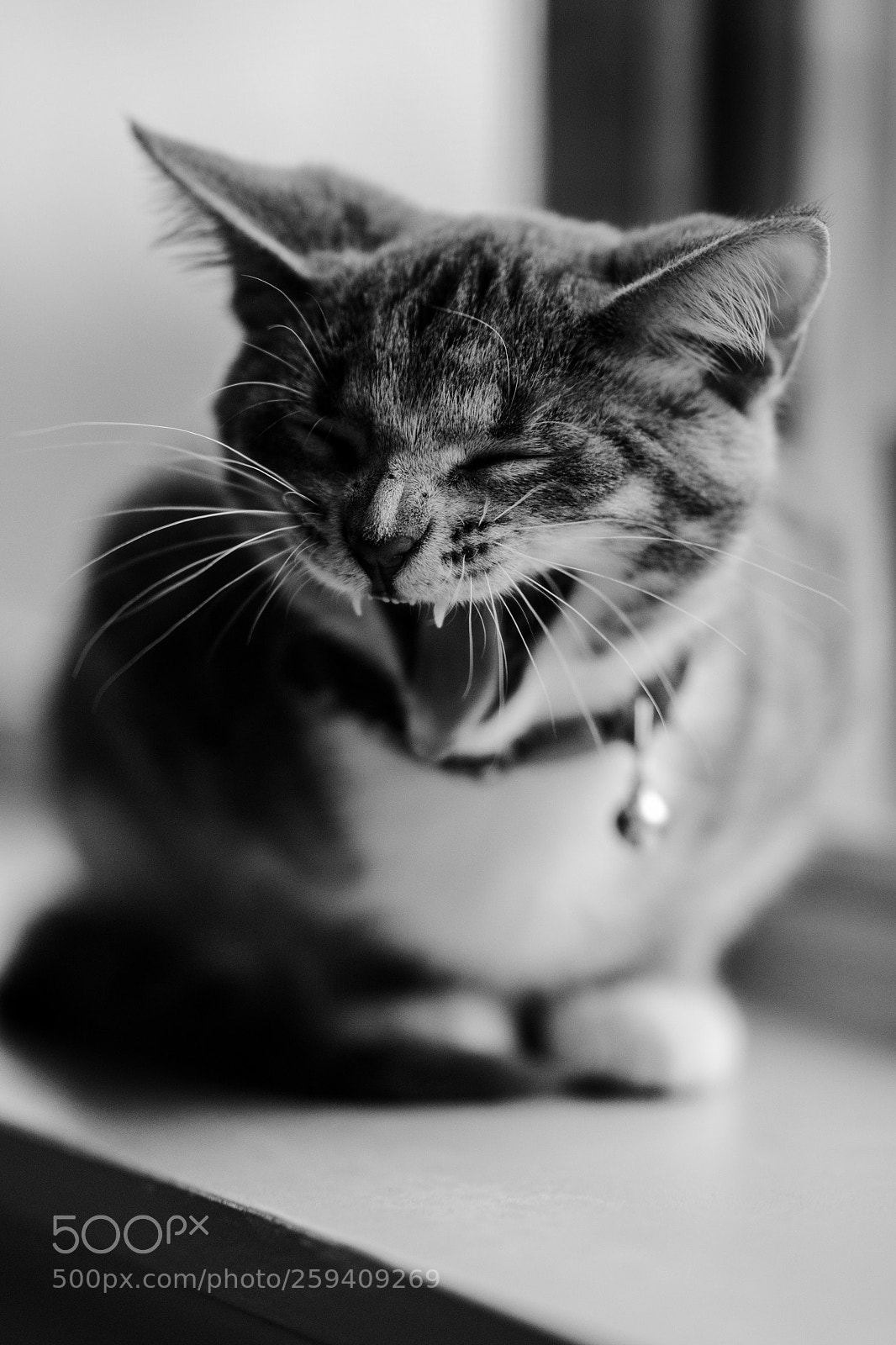 Sony a7R II sample photo. Ah! photography