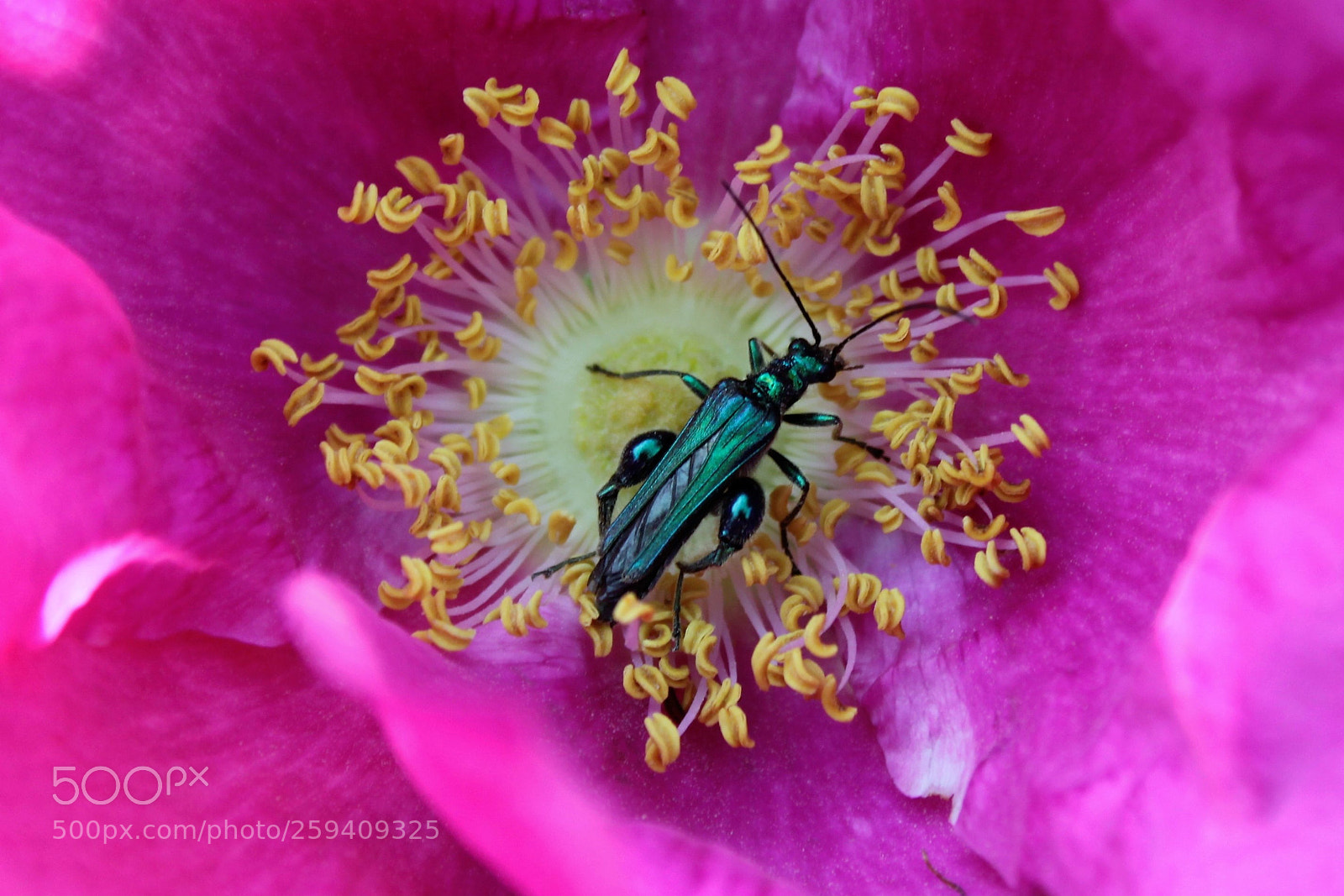 Canon EOS 500D (EOS Rebel T1i / EOS Kiss X3) sample photo. Bug's life photography
