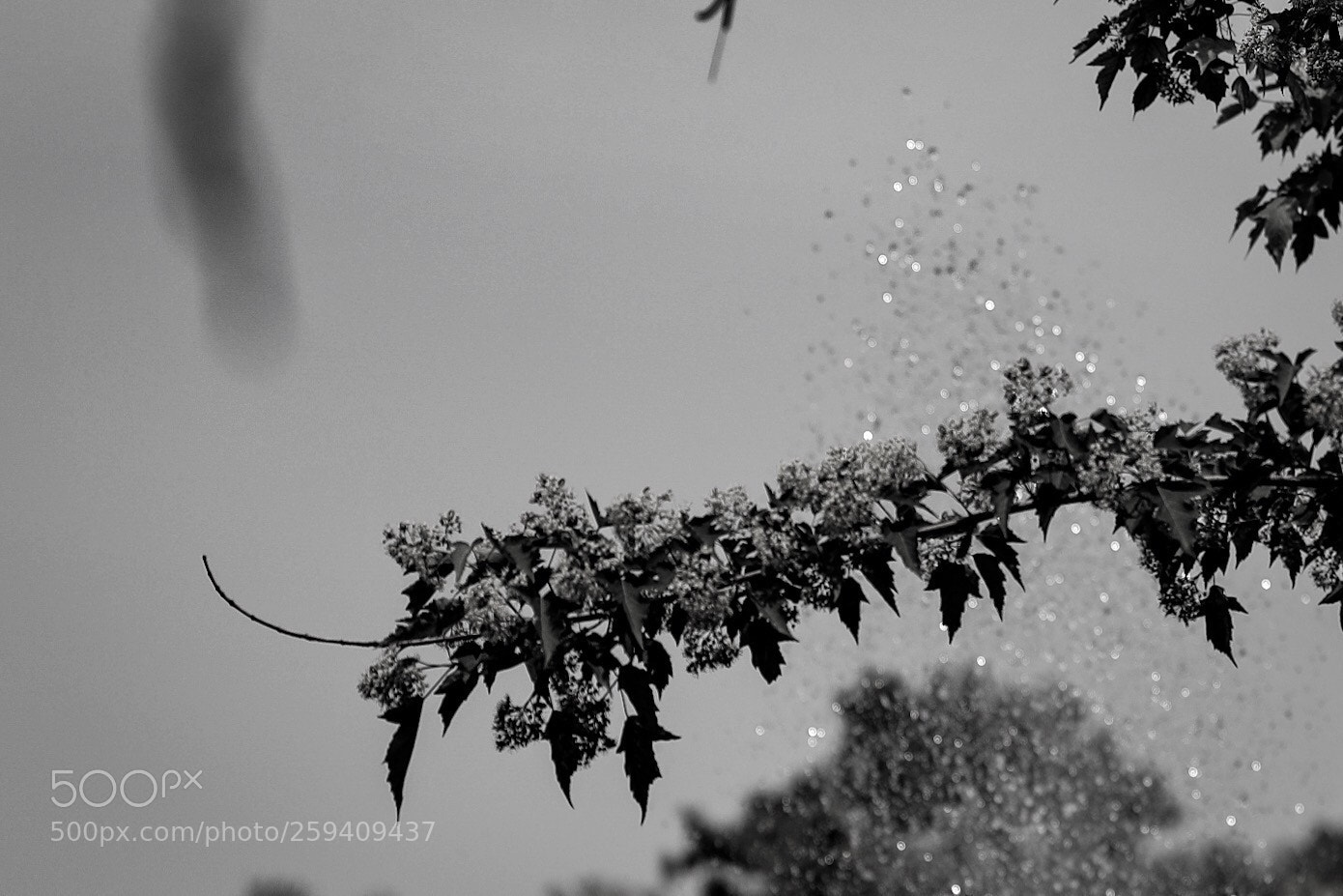 Canon EOS 5D Mark IV sample photo. Untitled photography