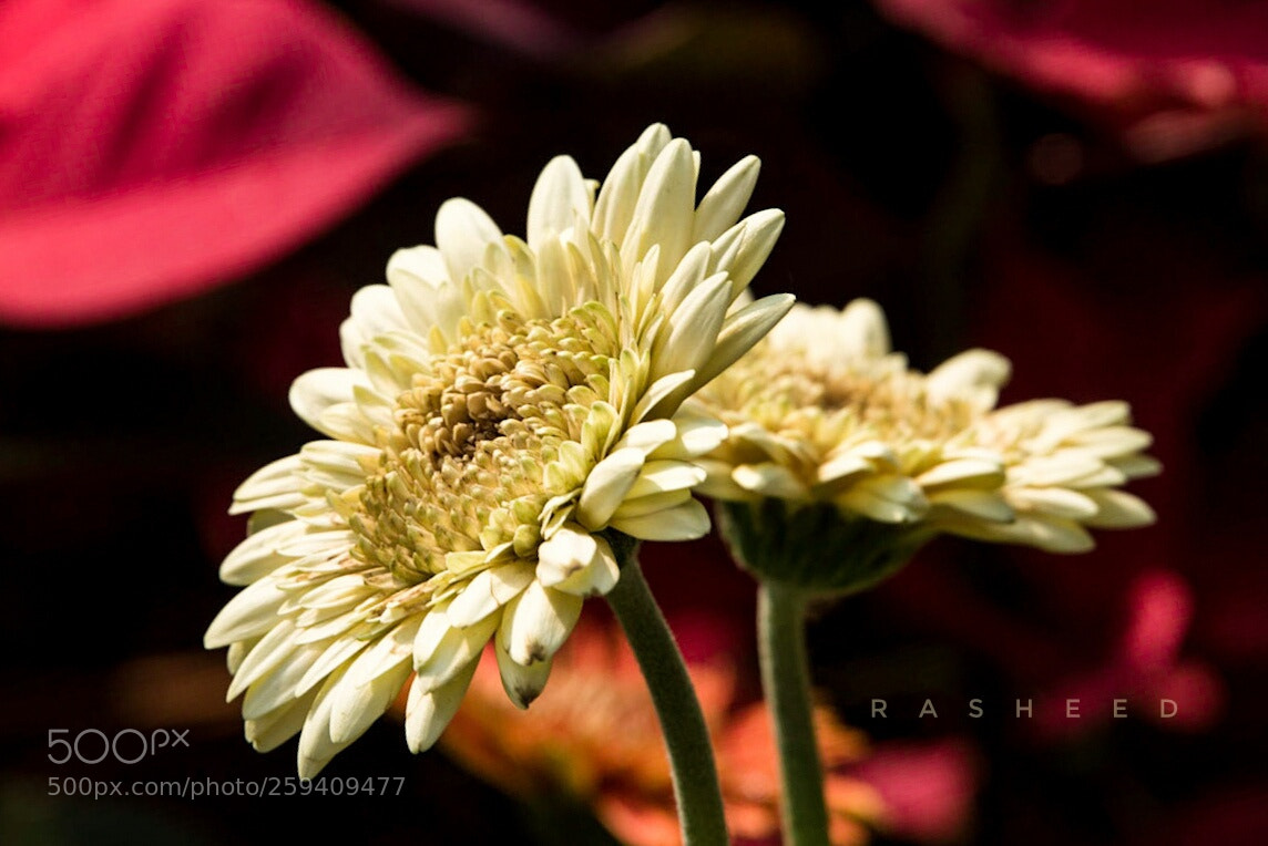 Nikon D750 sample photo. Untitled photography