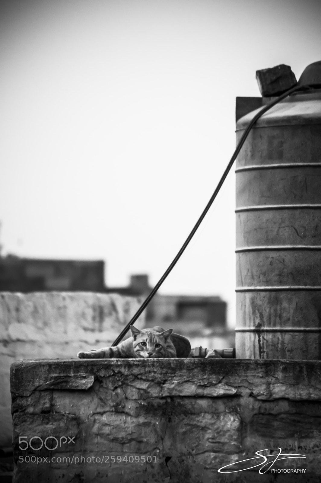 Nikon D3200 sample photo. A hard day's work photography