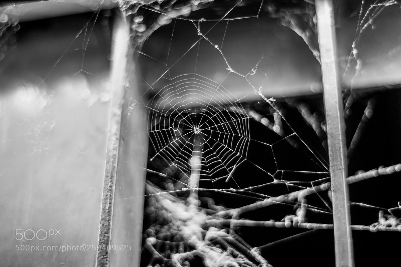 Nikon D3400 sample photo. Webbed photography