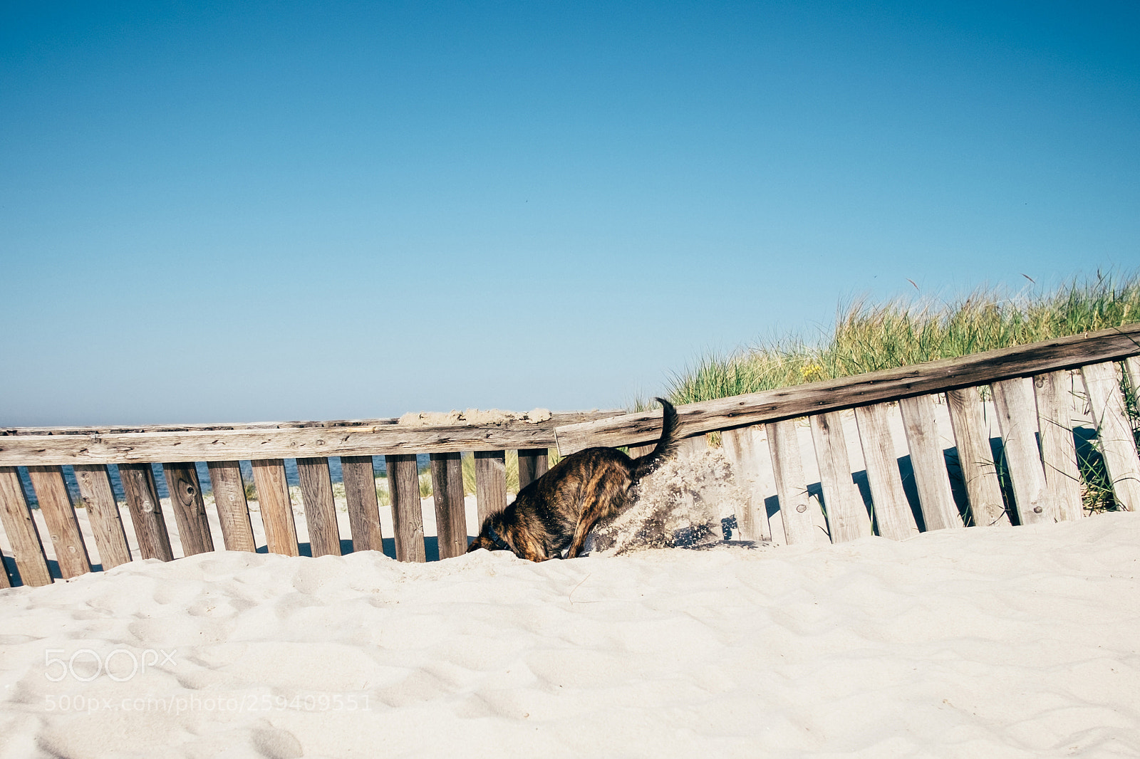 Fujifilm X-T1 sample photo. Dig photography
