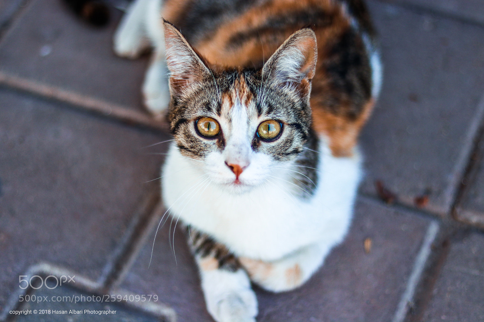 Canon EOS 80D sample photo. Cat eyes  photography