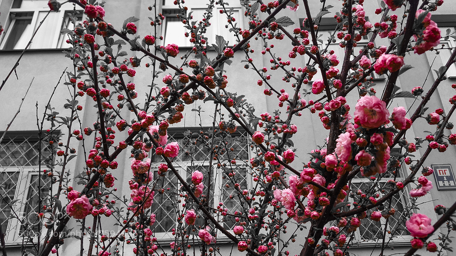 Samsung GALAXY S6 edge sample photo. Black & pink photography