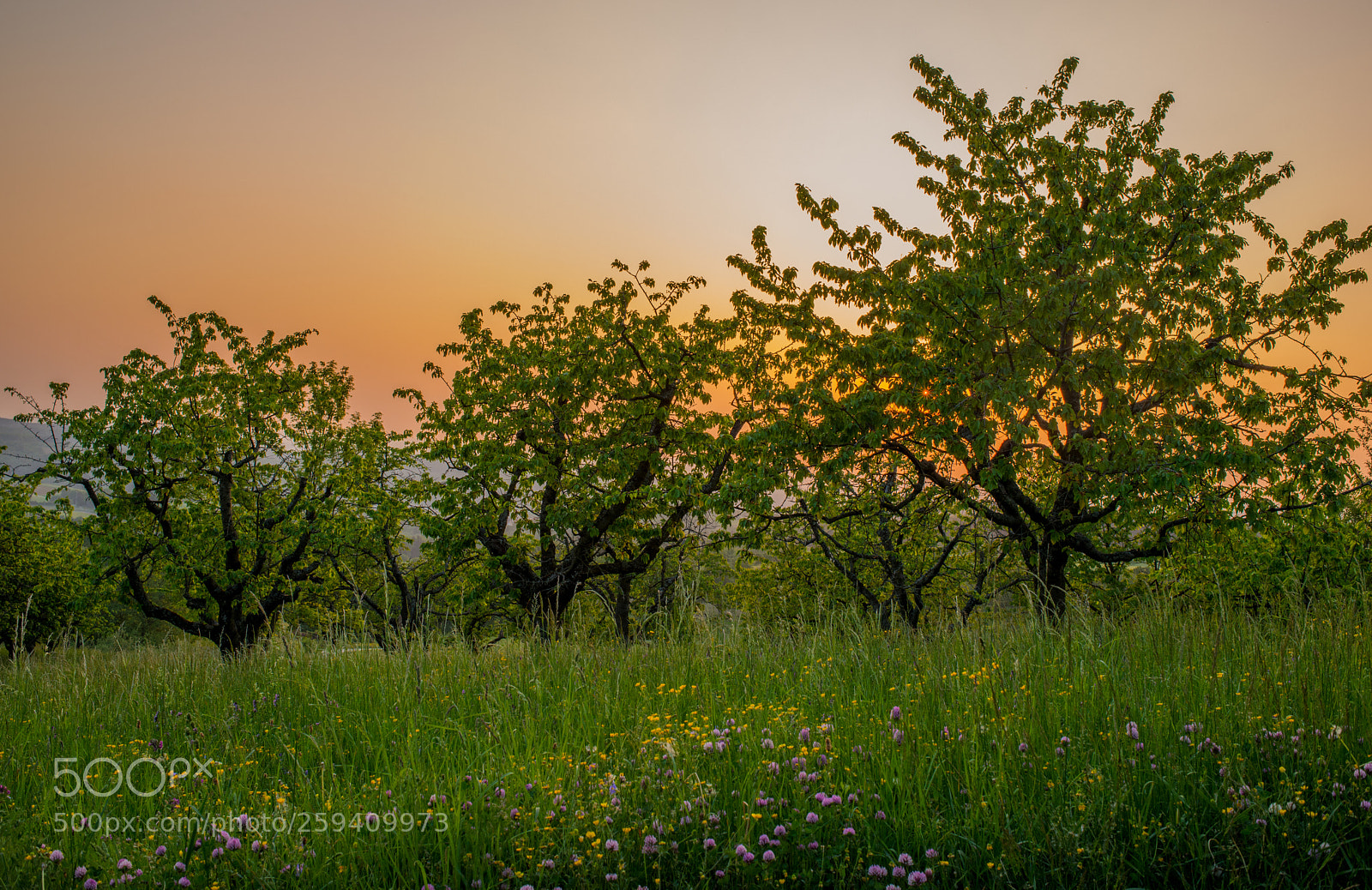 Nikon D800 sample photo. Fresh green in evening photography