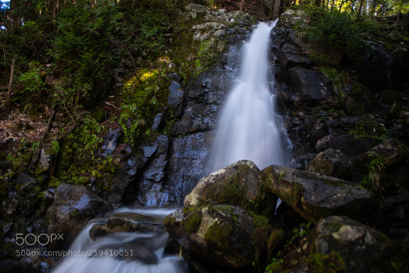 Nikon D810 sample photo. White fall photography