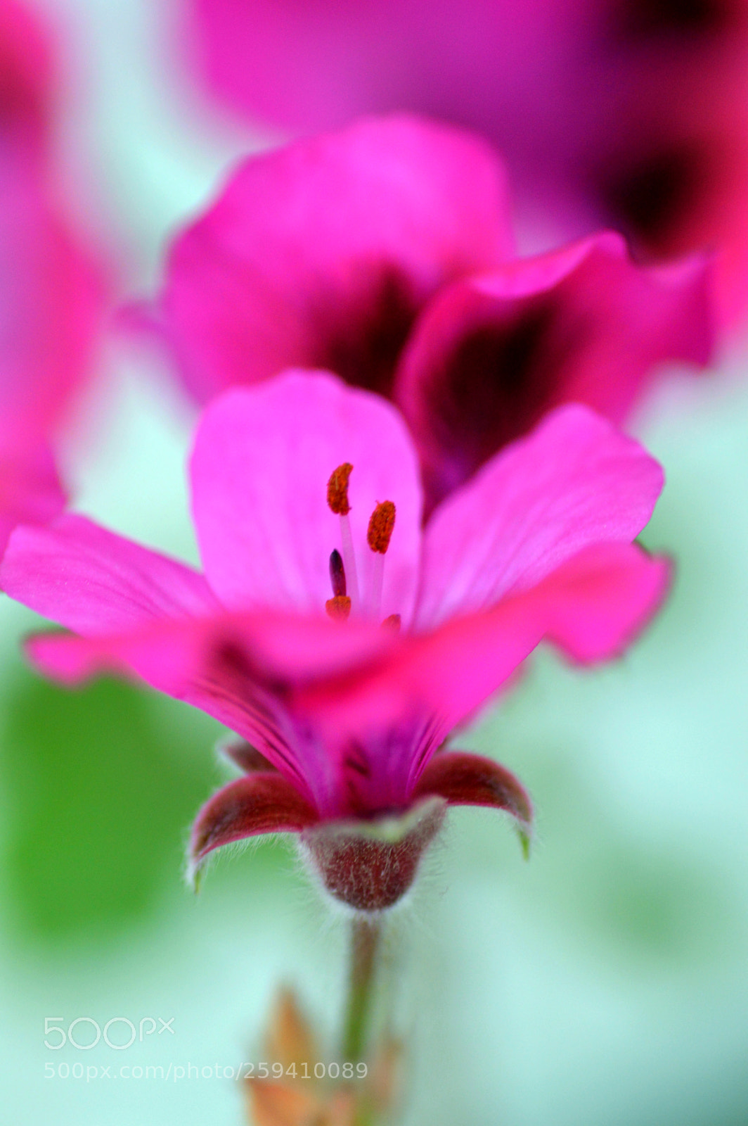Nikon D3200 sample photo. Natural   angulo photography