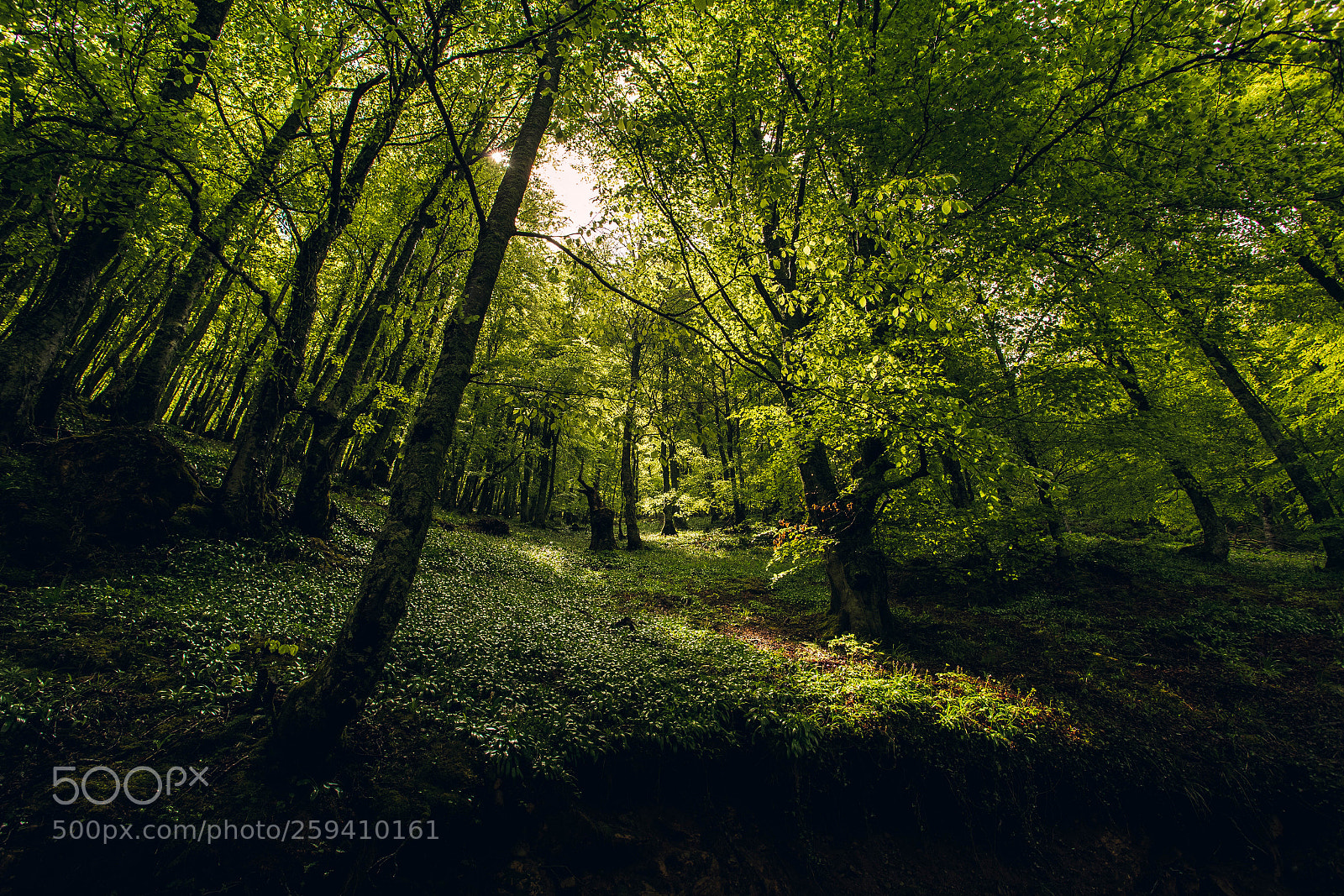 Canon EOS 6D sample photo. Bosque quiros photography
