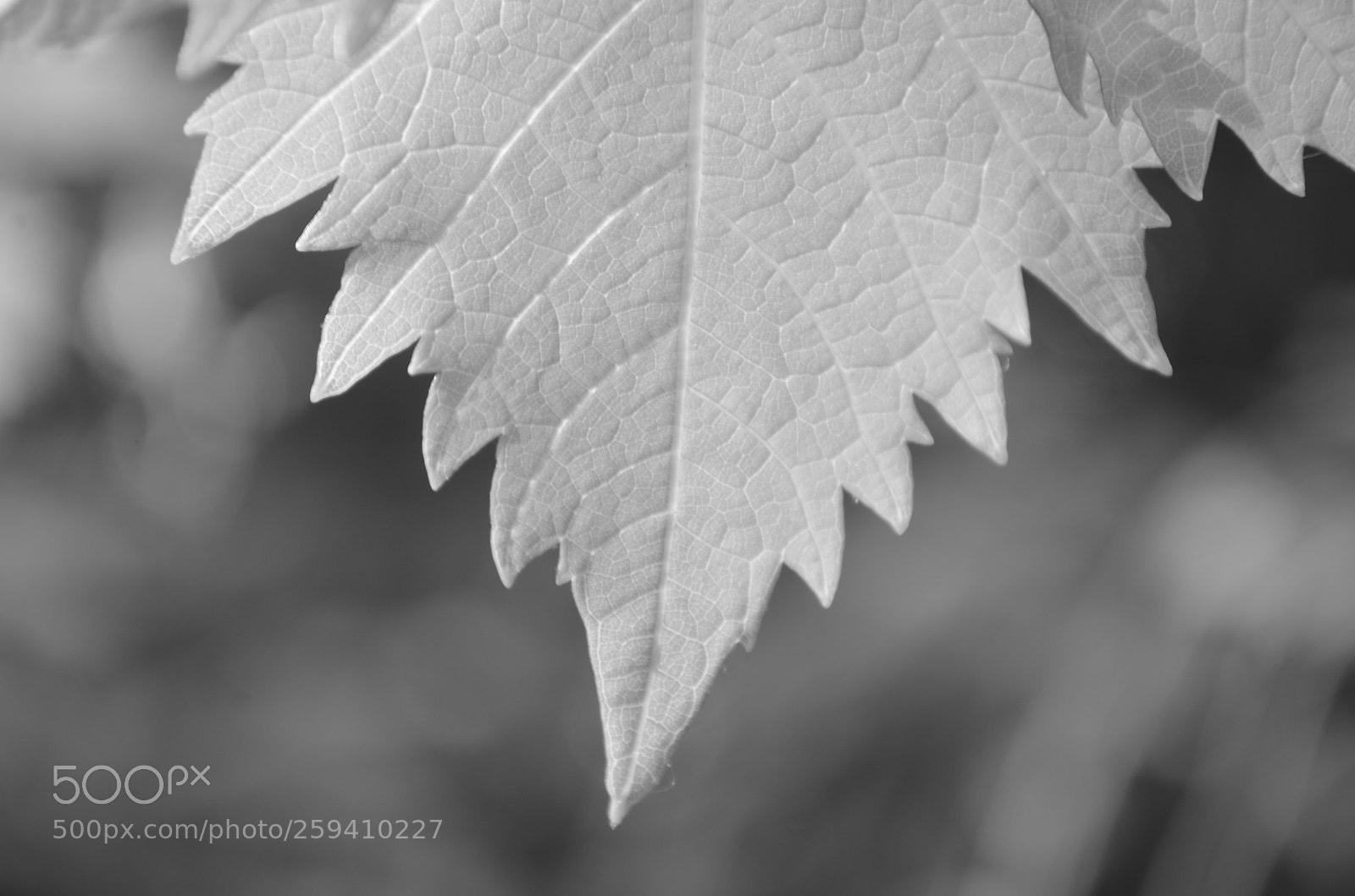 Nikon D5100 sample photo. Letter from nature photography