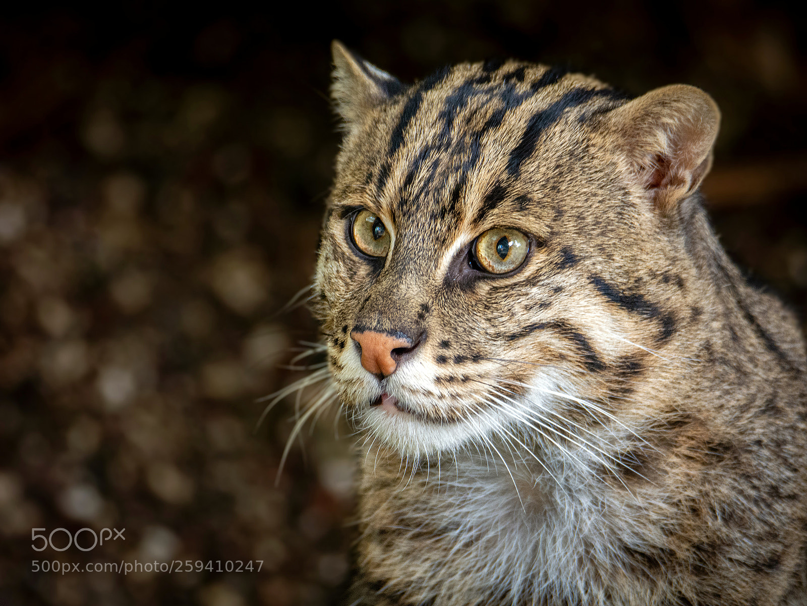 Nikon D7100 sample photo. Fischkatze (fishing cat) photography