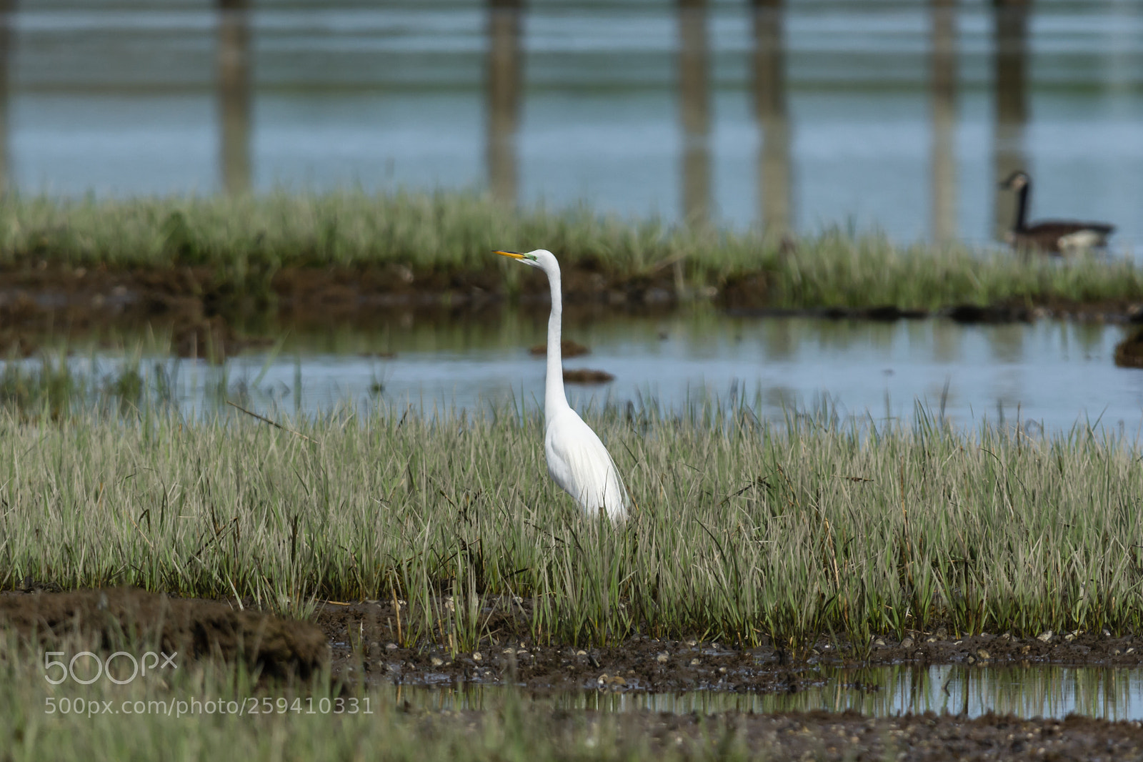 Nikon D7100 sample photo. Summer home photography
