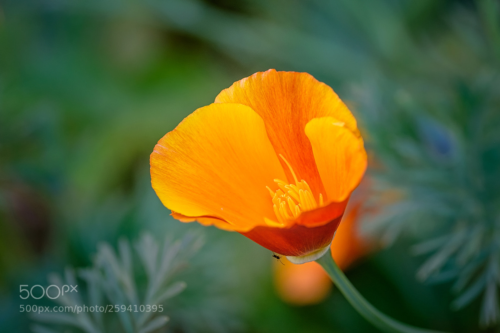 Fujifilm X-T1 sample photo. Amapola de california photography