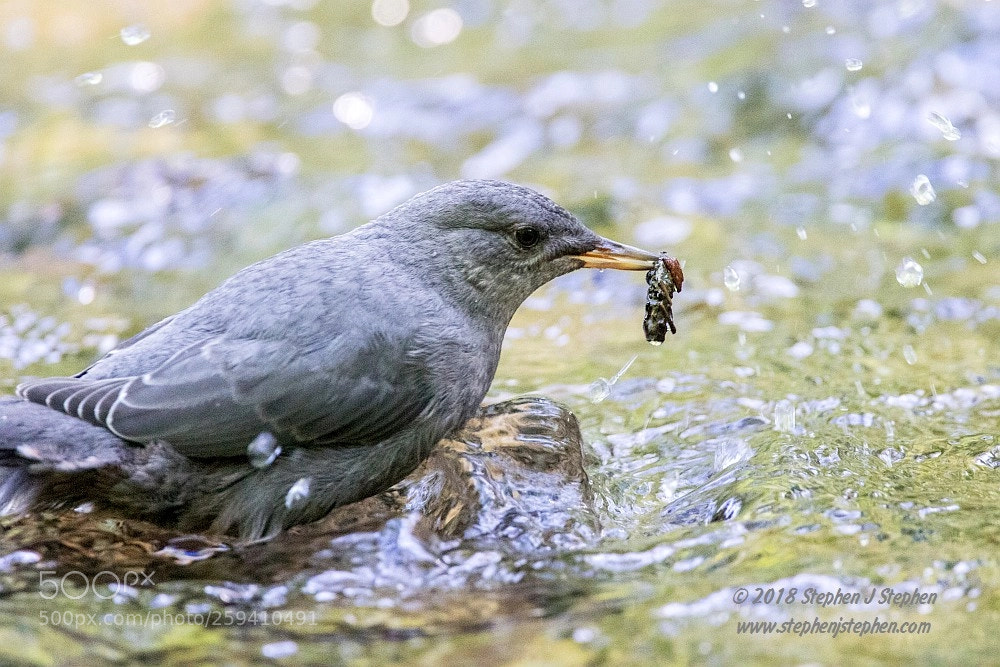 Canon EOS 7D Mark II sample photo. American dipper photography
