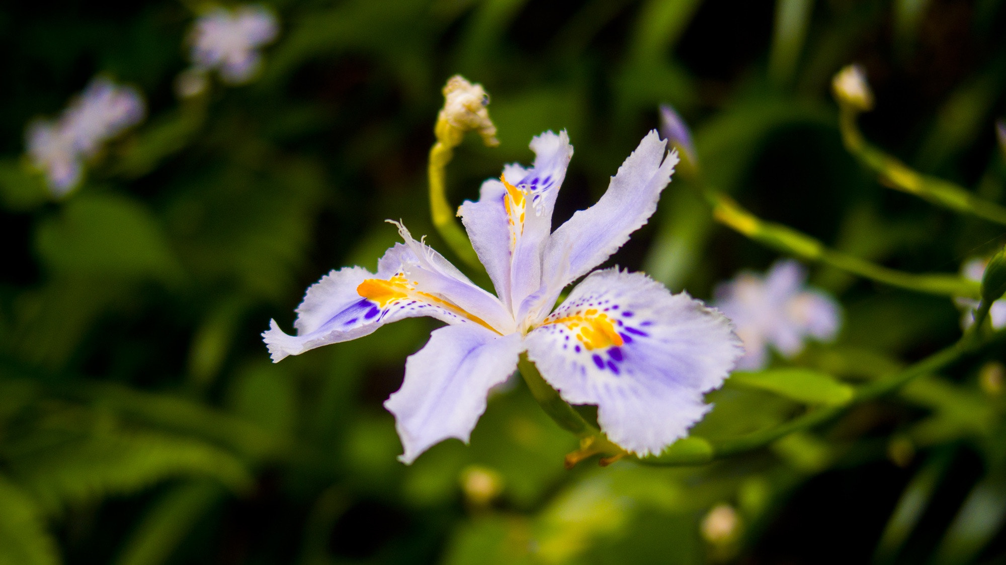 Pentax Q7 sample photo. Iris photography