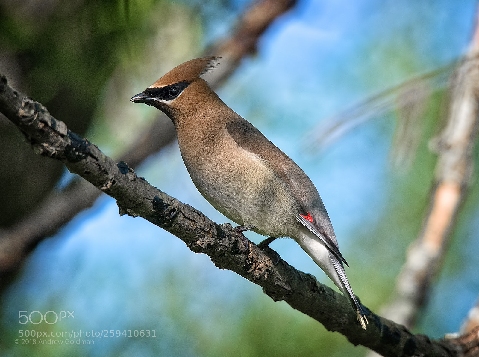 Nikon D500 sample photo. Cedar waxwing photography