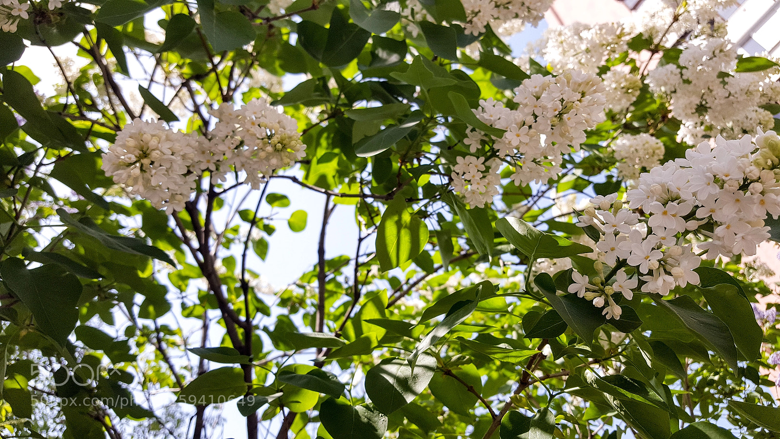 Samsung GALAXY S6 edge sample photo. The garden photography