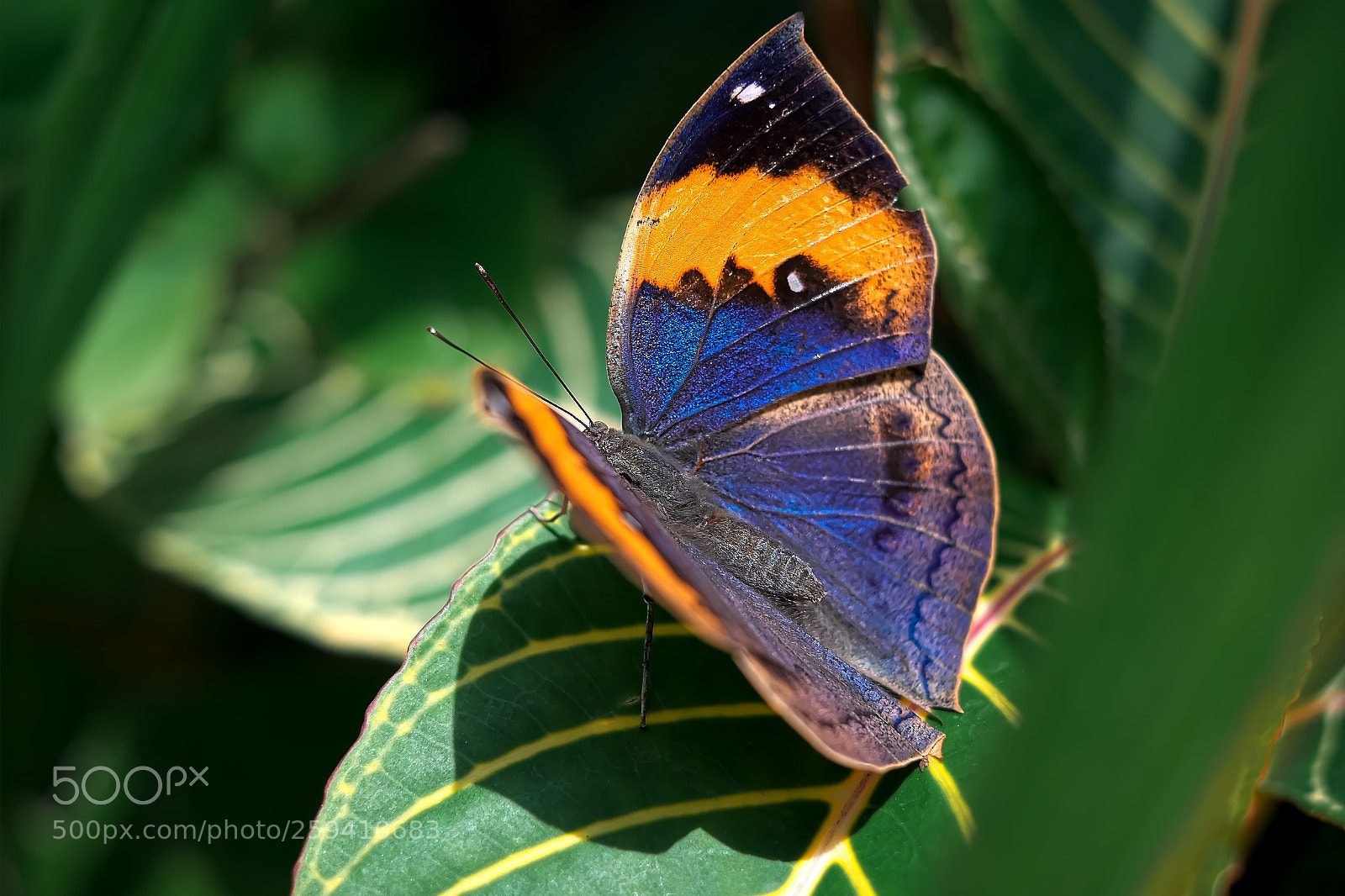 Fujifilm X-E2 sample photo. Butterfly photography