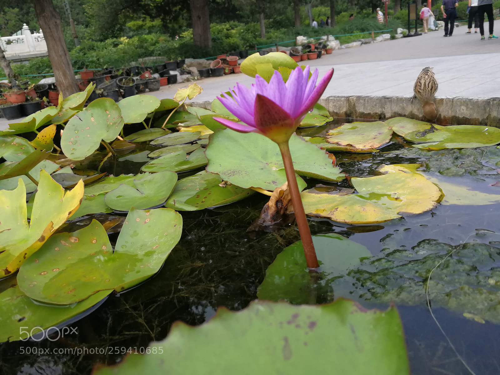 HUAWEI P10 sample photo. Untitled photography