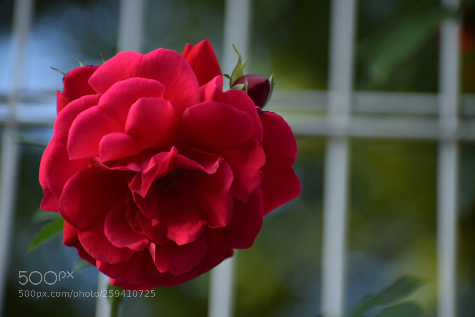 Nikon D5300 sample photo. Rose photography