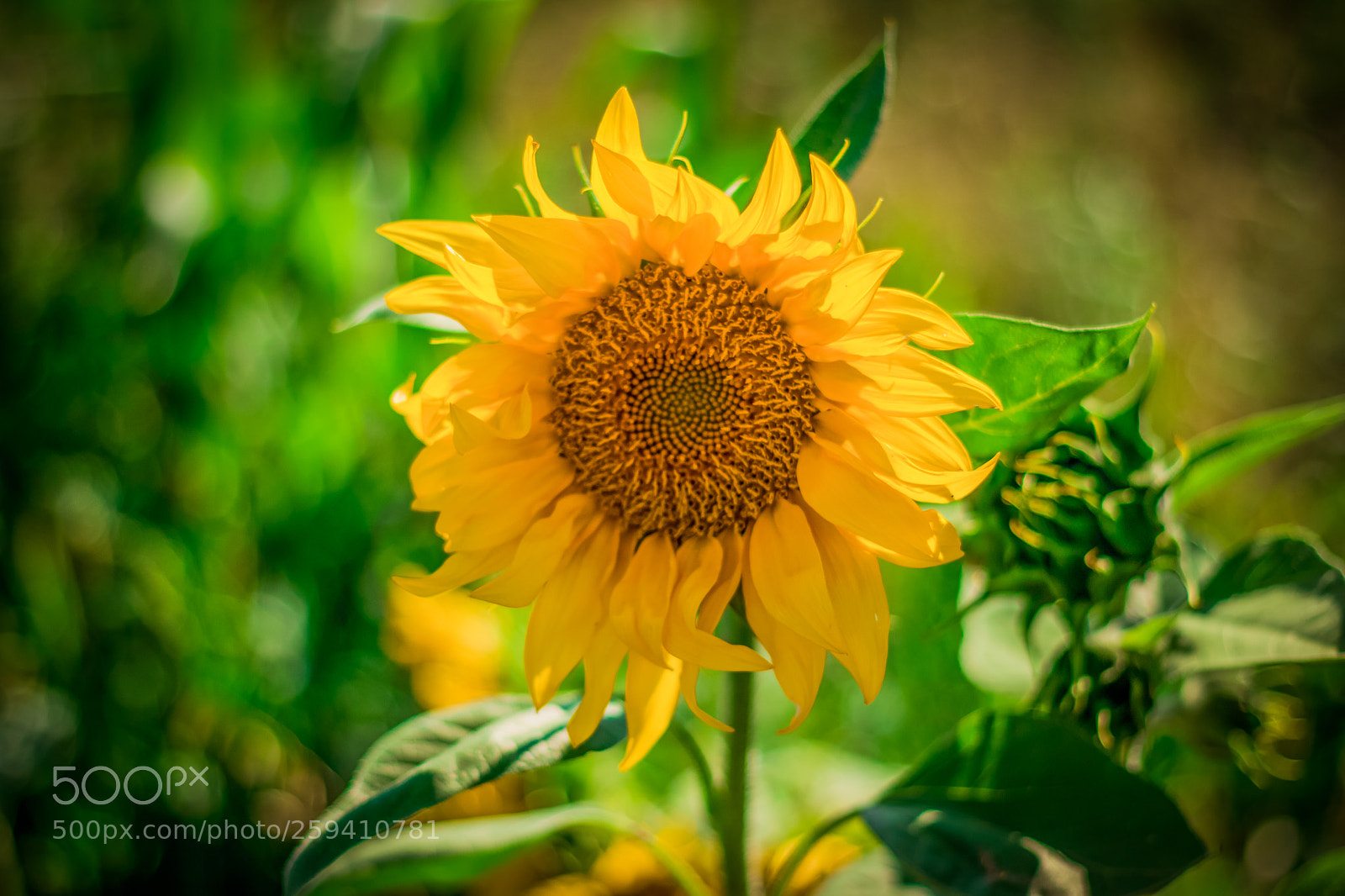 Canon EOS 760D (EOS Rebel T6s / EOS 8000D) sample photo. Life is beautiful photography