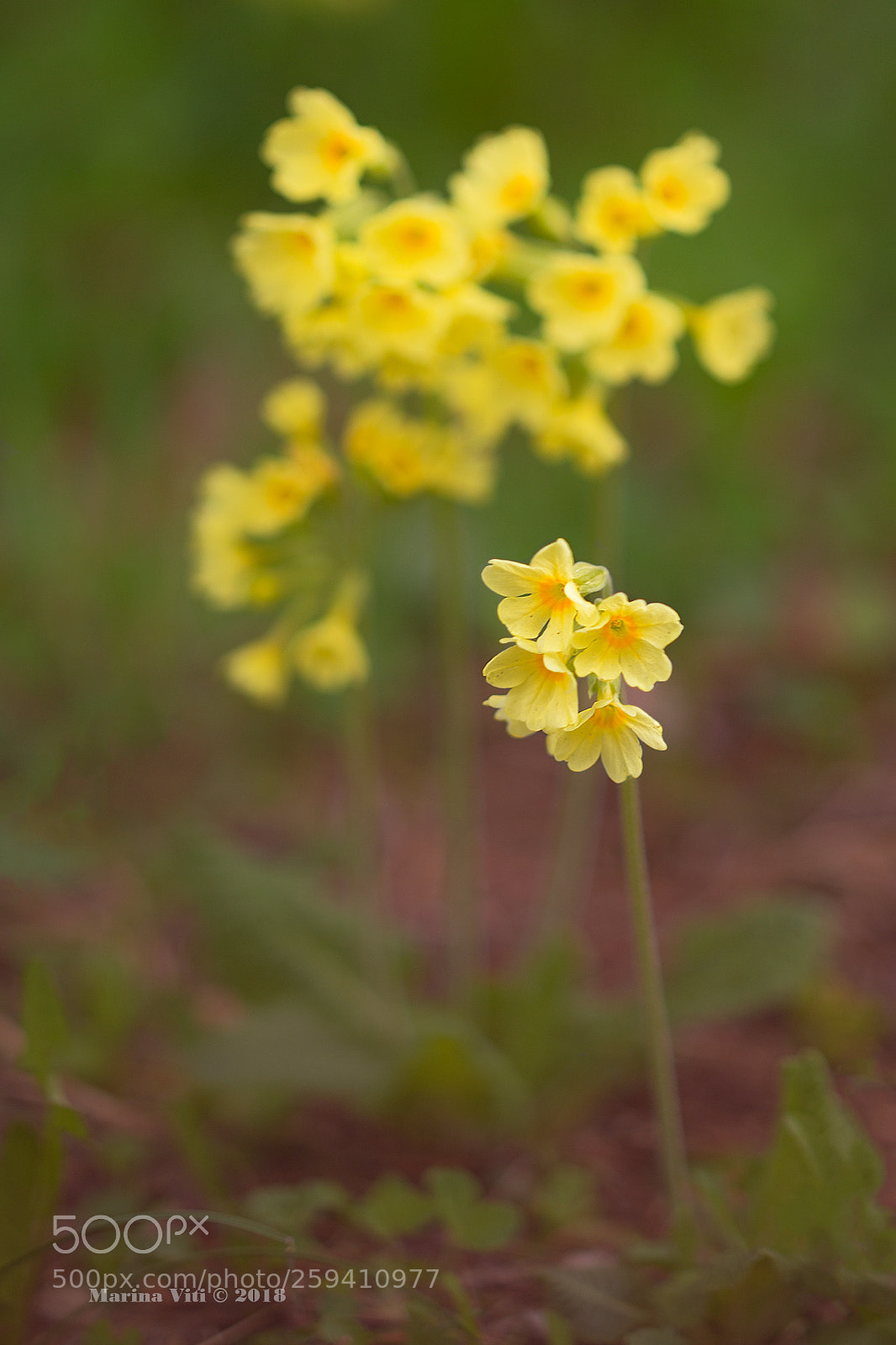 Canon EOS 6D sample photo. Oxlips in the underwood photography
