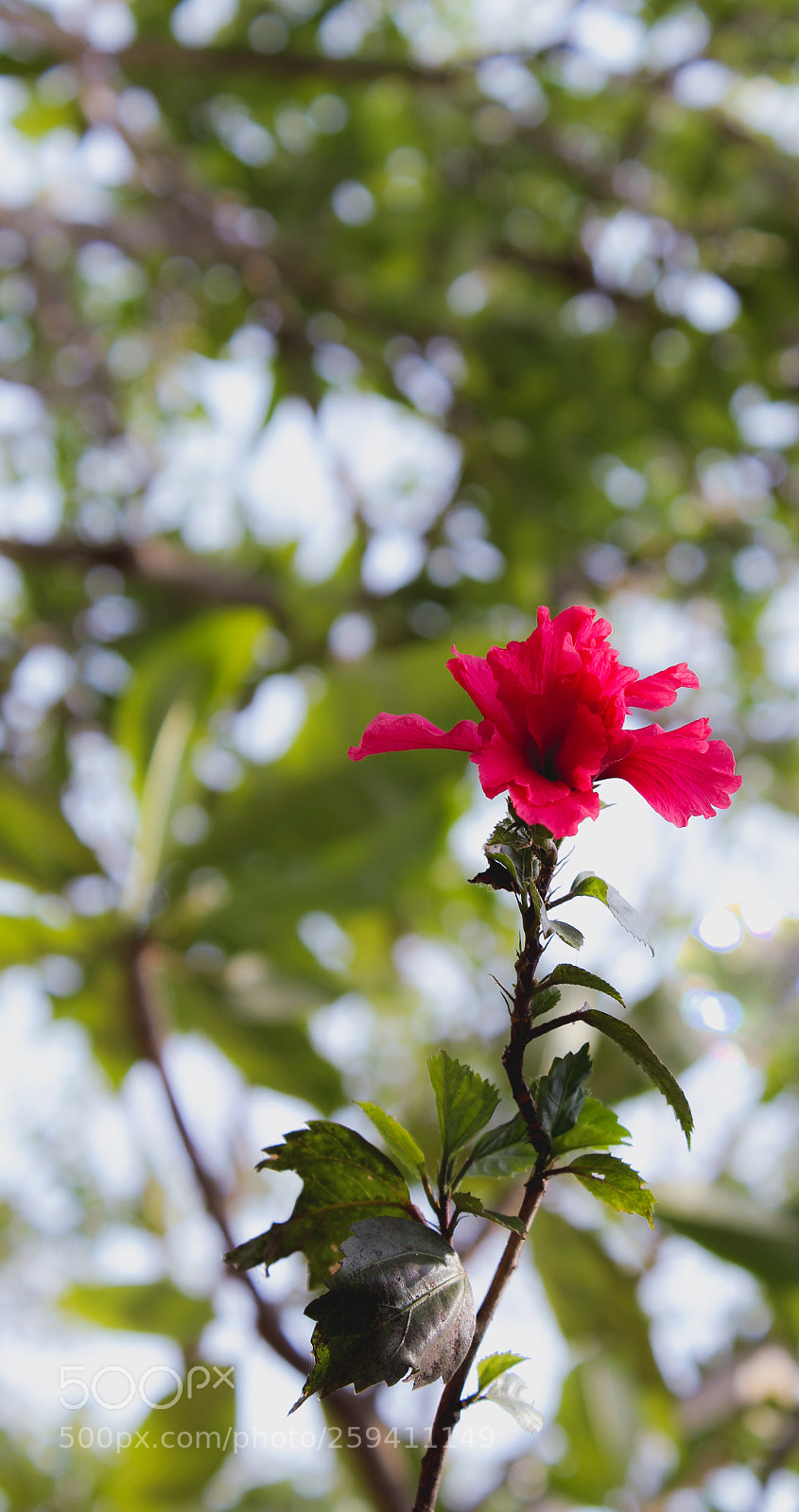 Canon EOS 1300D (EOS Rebel T6 / EOS Kiss X80) sample photo. Hibiscus photography