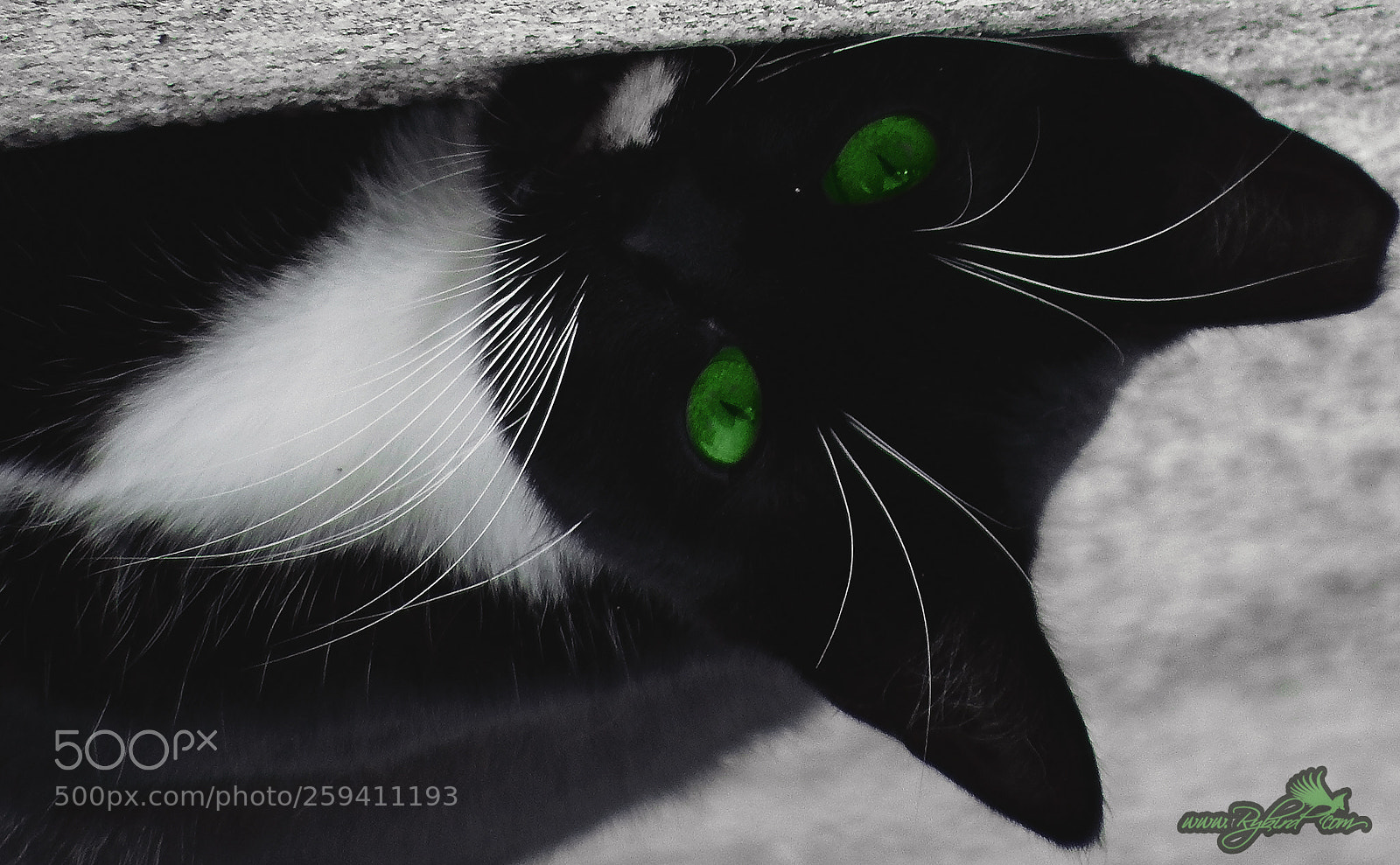 Fujifilm FinePix S1 sample photo. Mickey lay photography