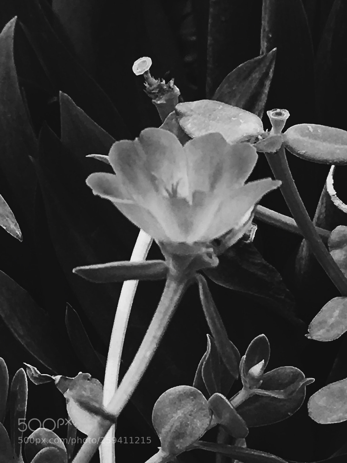 Apple iPhone SE sample photo. Untitled photography