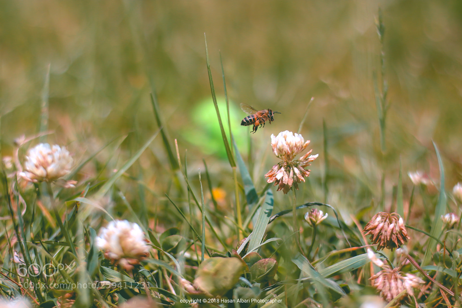 Canon EOS 80D sample photo. Butterfly  photography