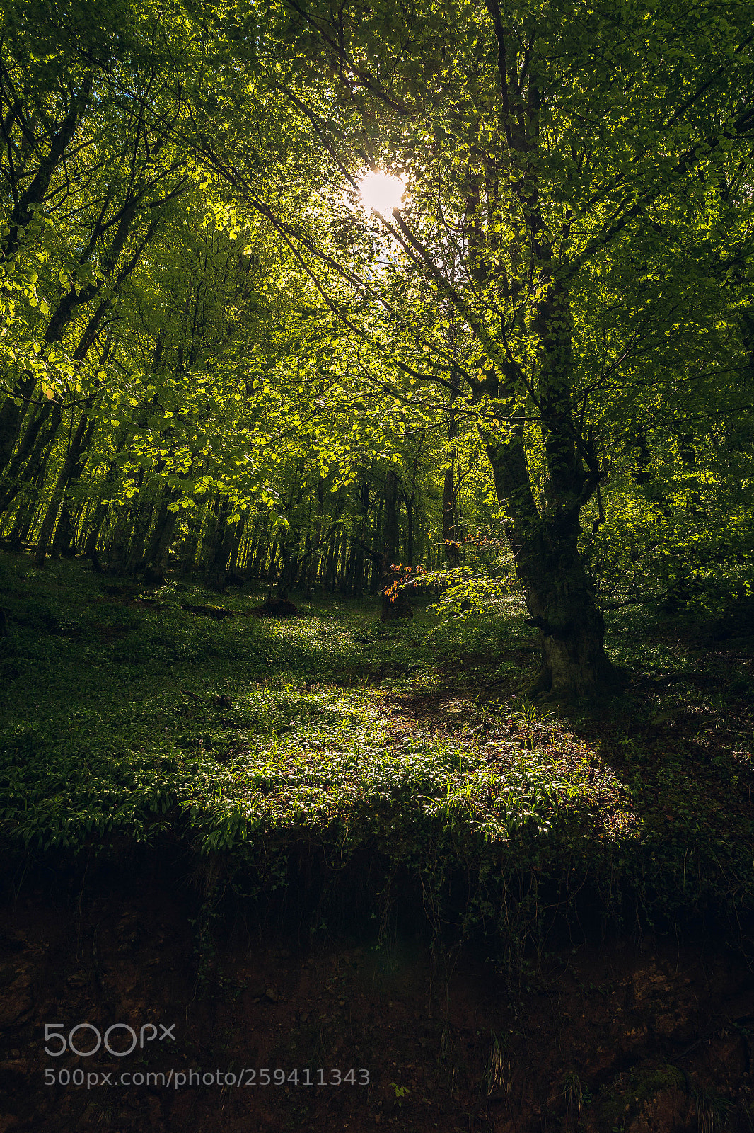 Canon EOS 6D sample photo. Bosque quiros v 1.0 photography