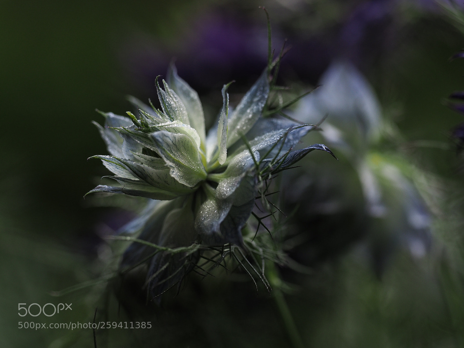 Olympus OM-D E-M1 Mark II sample photo. Nigella damascena photography