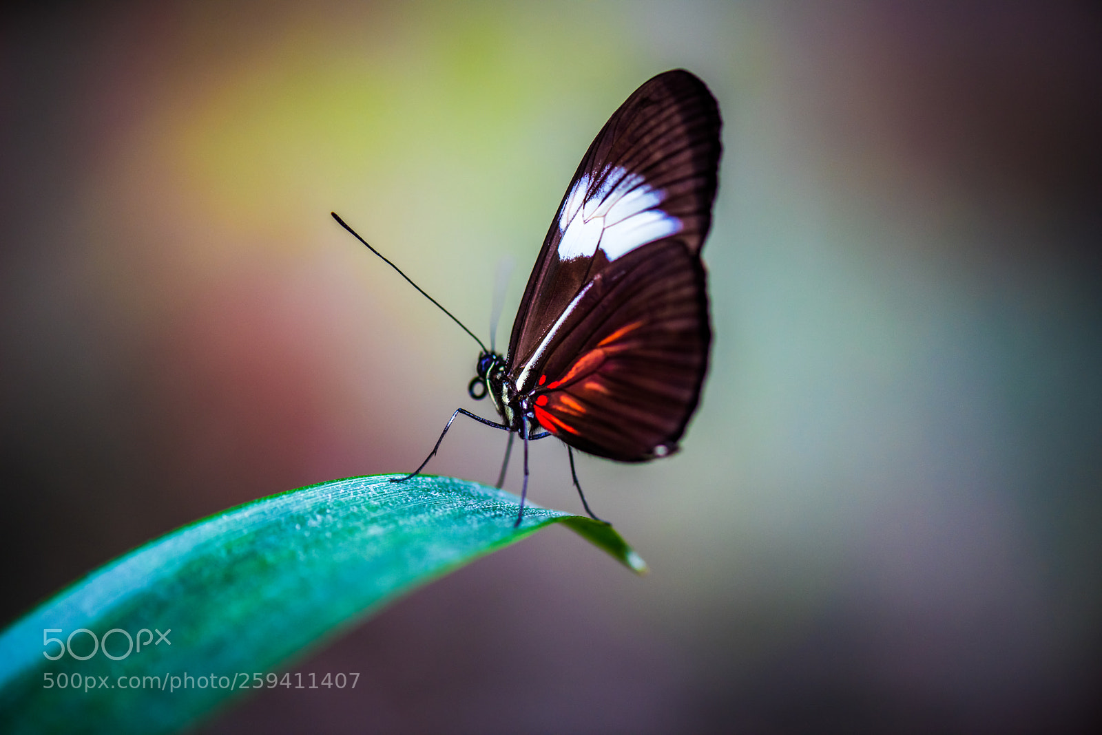 Nikon D810 sample photo. Beauty photography