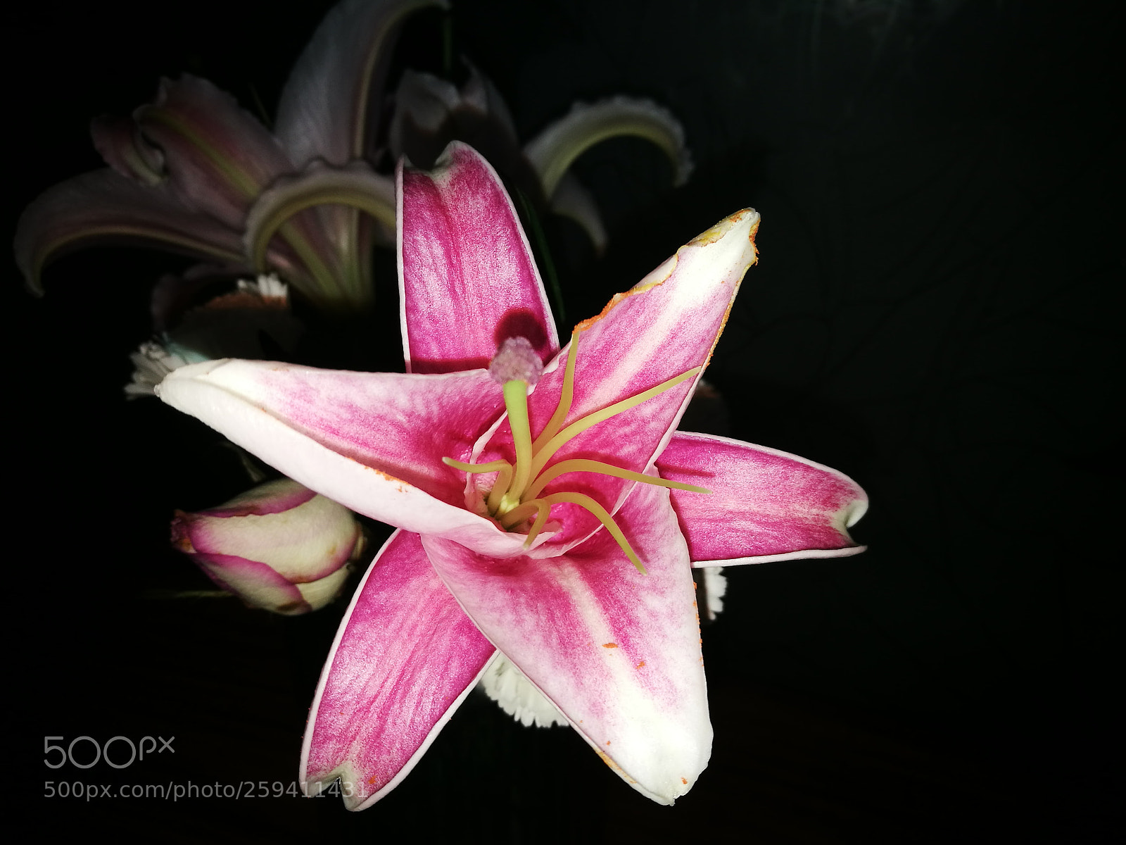 HUAWEI P9 sample photo. Lily photography
