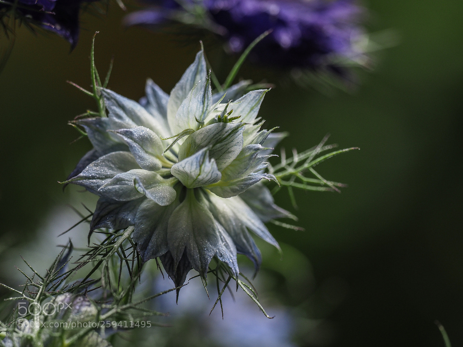 Olympus OM-D E-M1 Mark II sample photo. Nigella damascena photography