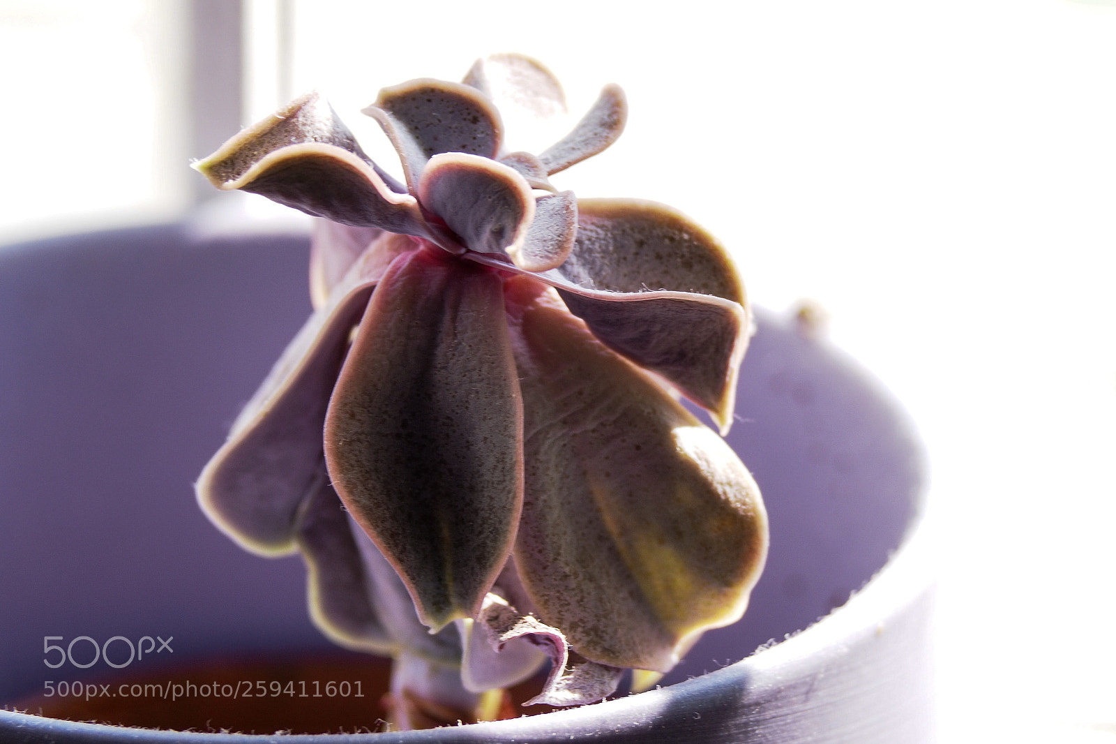 Olympus OM-D E-M10 II sample photo. Succulent photography