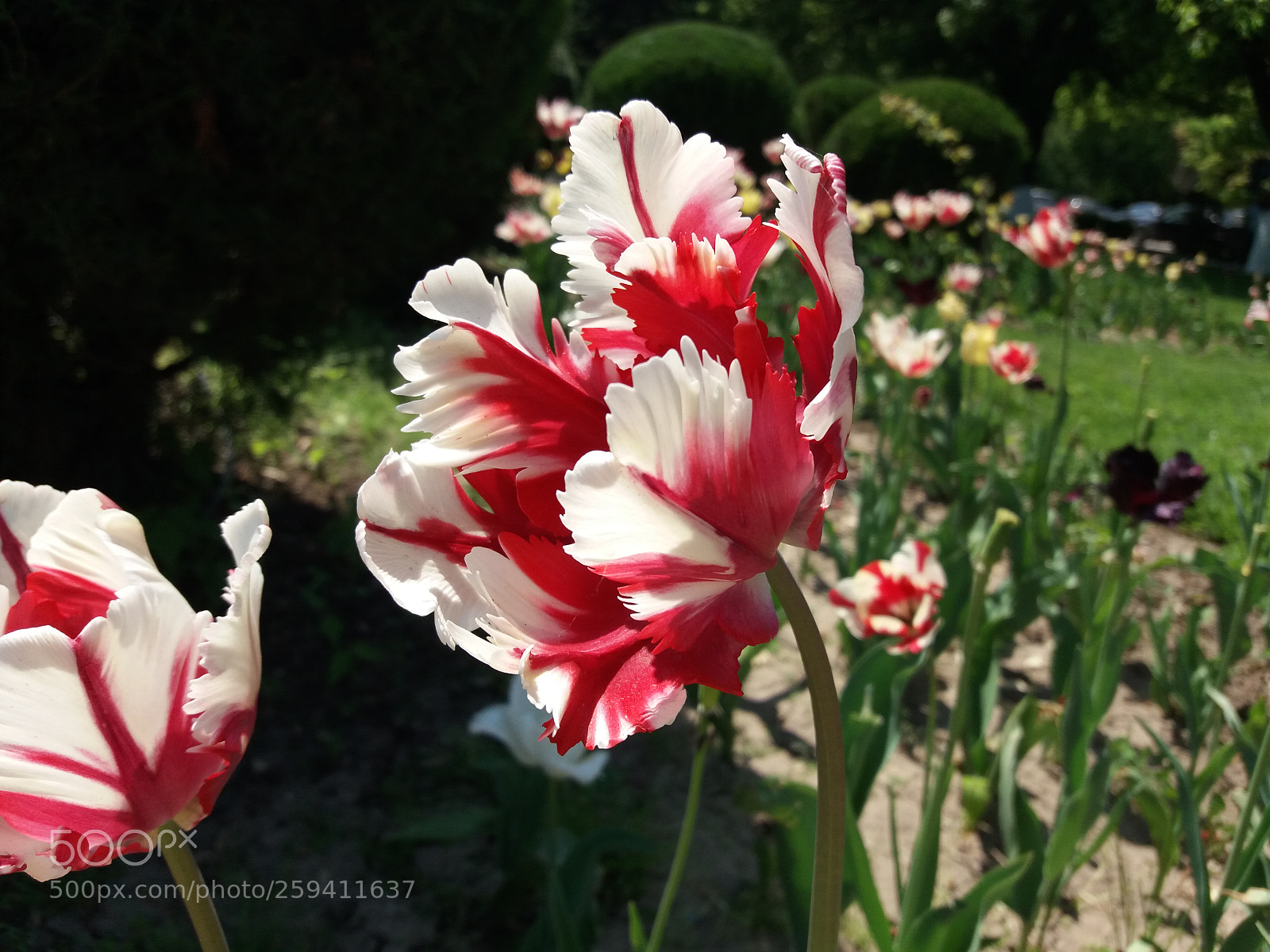 Samsung Galaxy J5(2016) sample photo. Flower photography