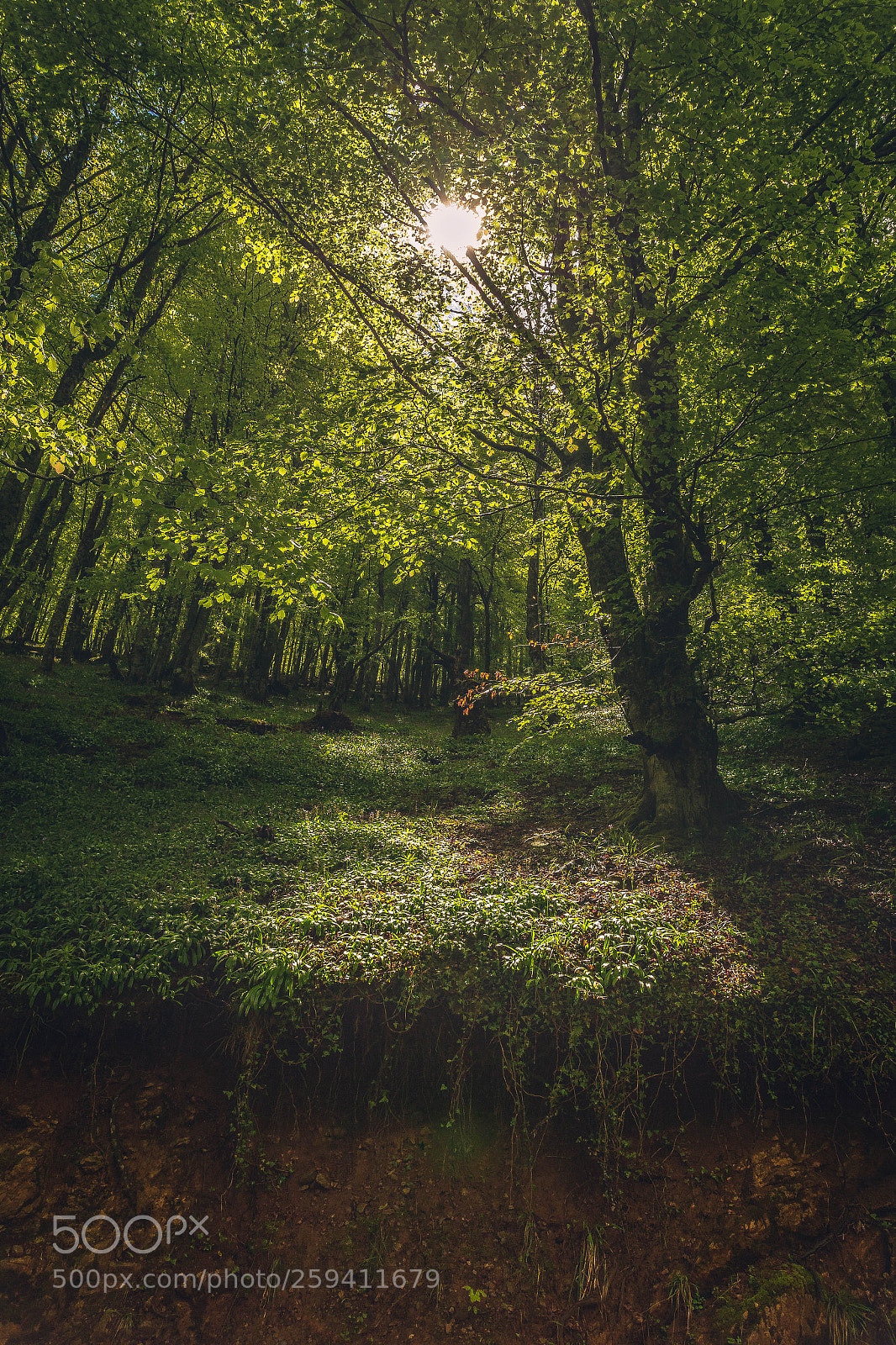 Canon EOS 6D sample photo. Bosque quiros v 2.0 photography