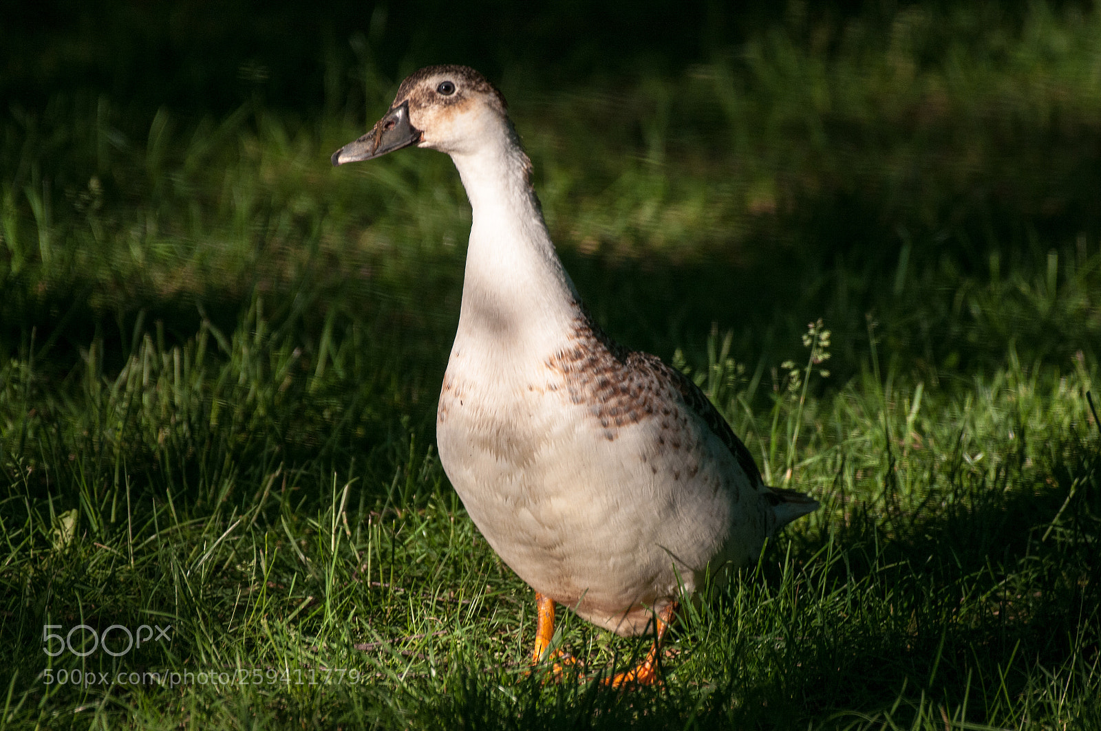 Nikon D300 sample photo. Duck portrait photography