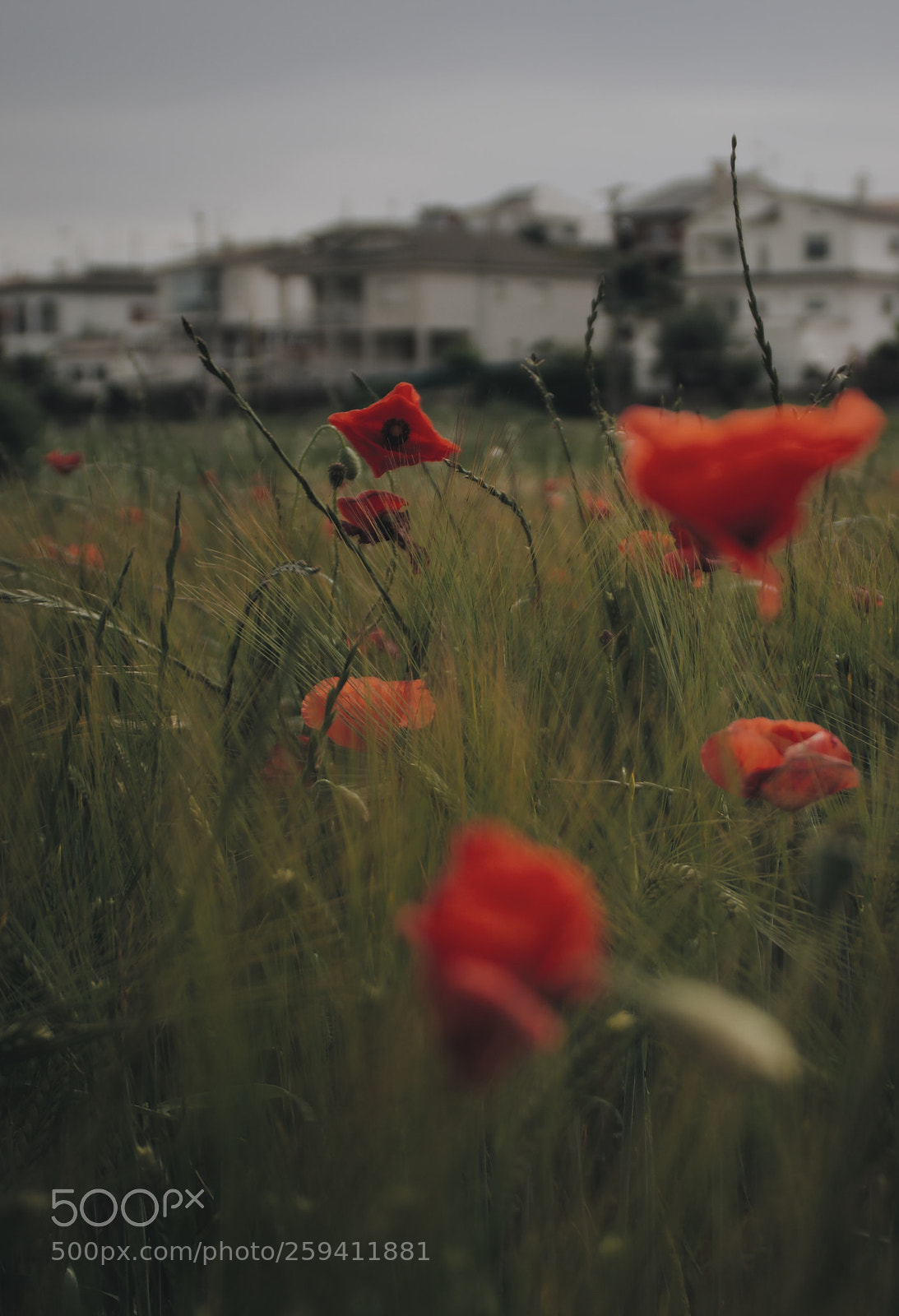 Canon EOS 750D (EOS Rebel T6i / EOS Kiss X8i) sample photo. Amapolas photography