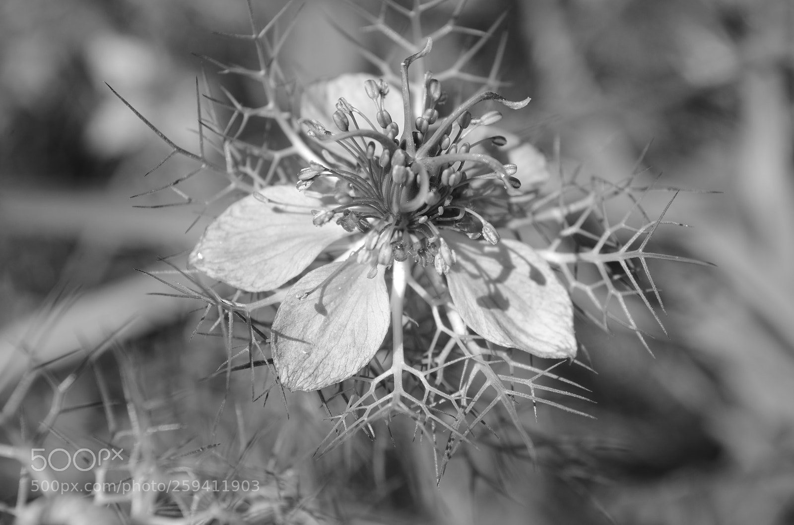 Nikon D5100 sample photo. Profusion of beauty photography