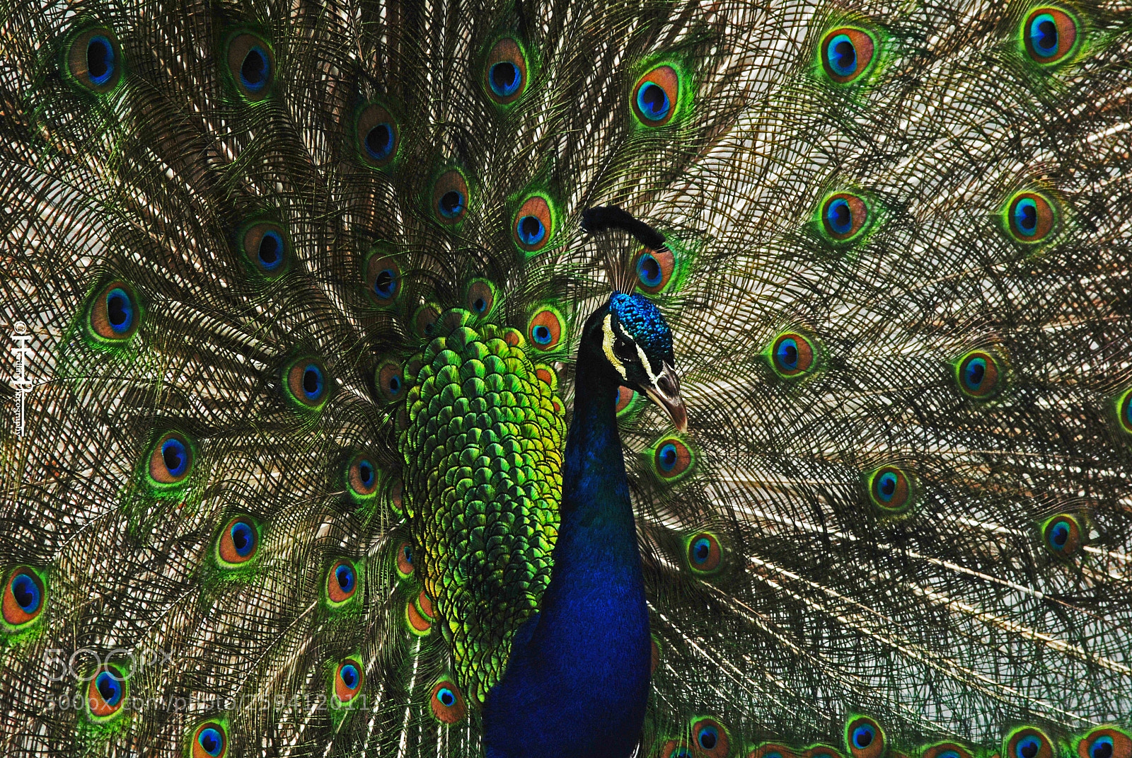 Nikon D3000 sample photo. © peacock photography