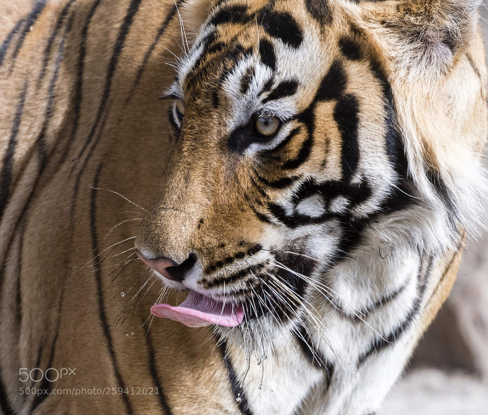 Nikon D500 sample photo. Looking for food! photography