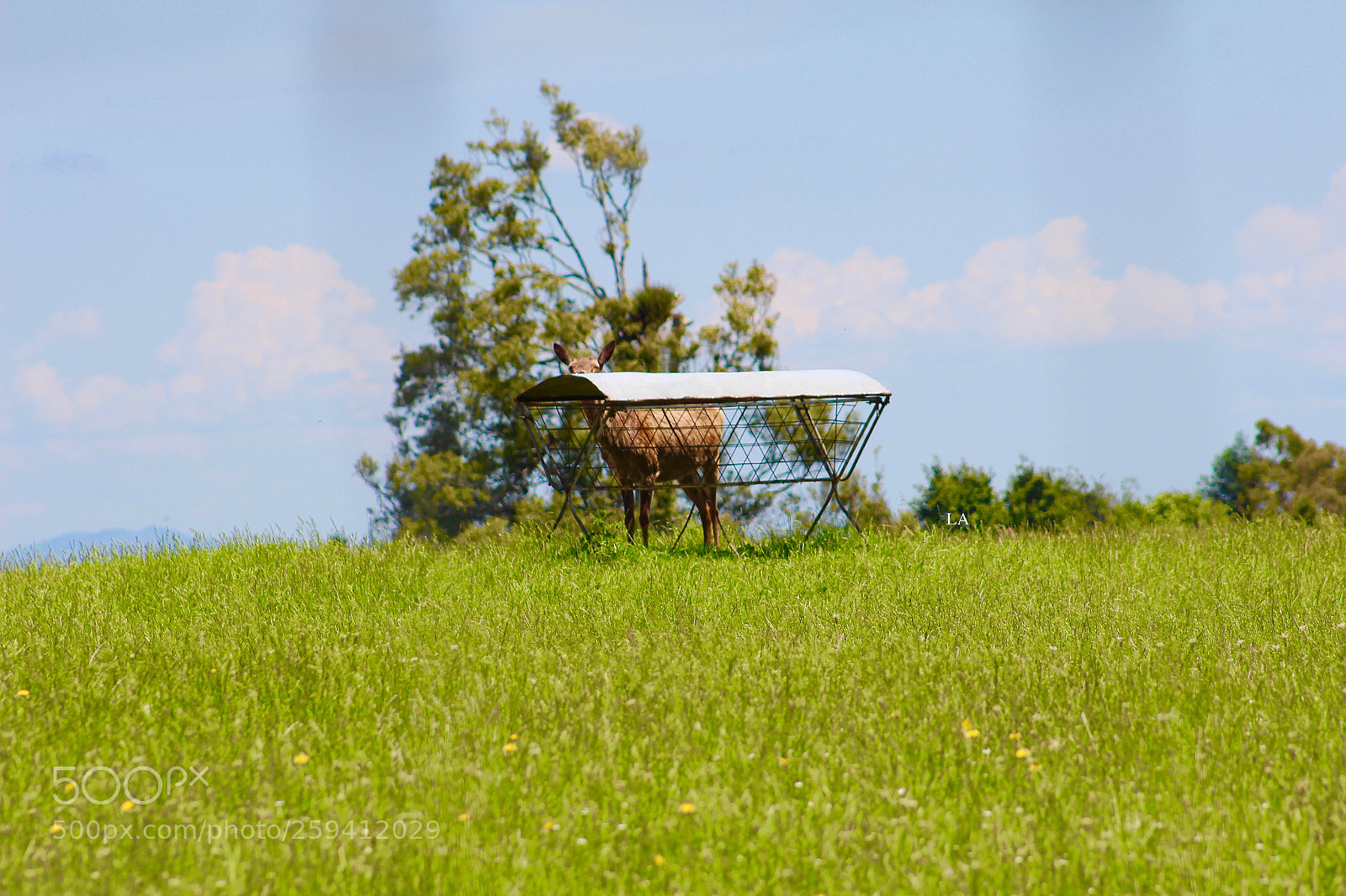Canon EOS 600D (Rebel EOS T3i / EOS Kiss X5) sample photo. It's a shy deer.. photography
