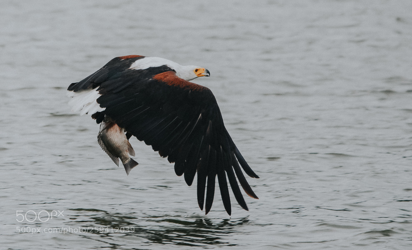 Nikon D7100 sample photo. Eagle fish photography