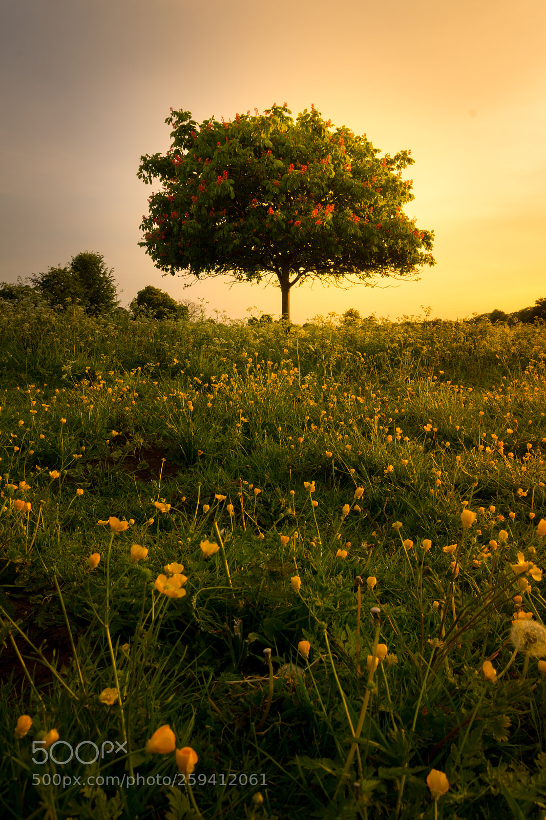 Nikon D7100 sample photo. Tree at sunset photography