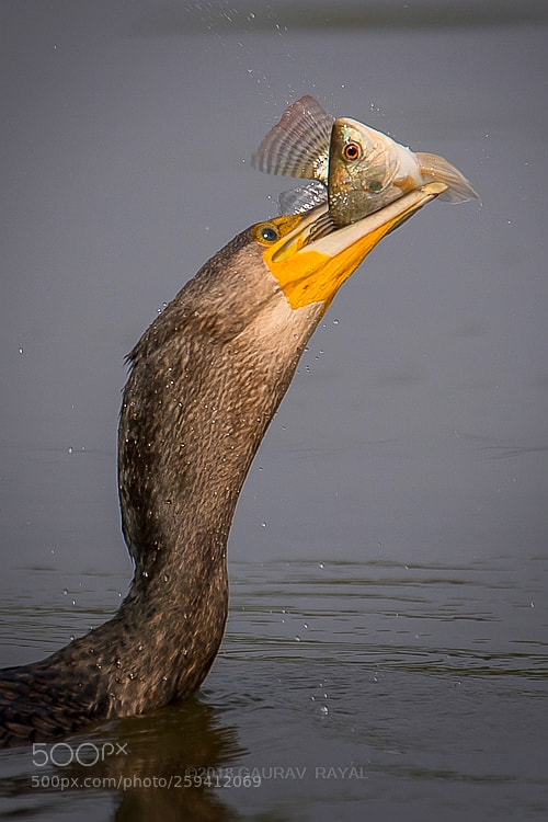 Nikon D5 sample photo. Great cormorant with a photography