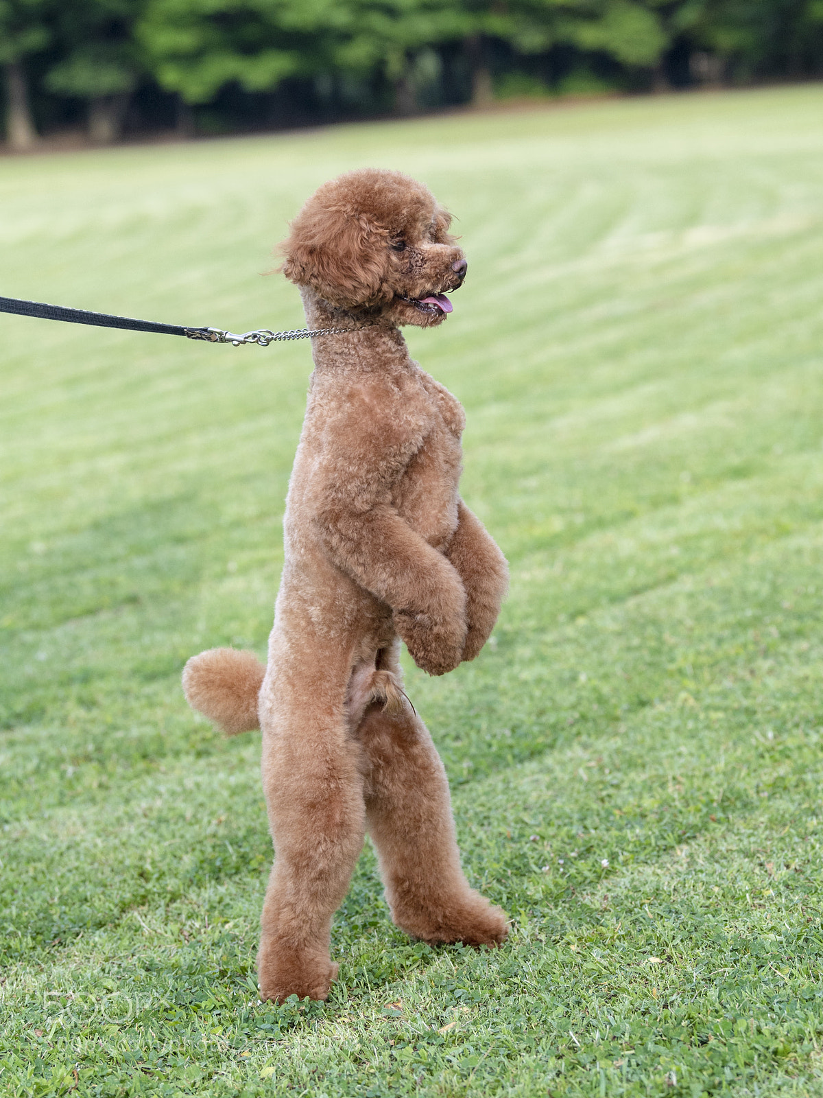 Nikon D5 sample photo. Bipedal locomotion photography