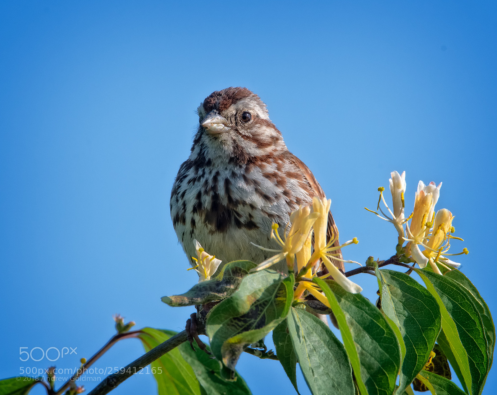 Nikon D500 sample photo. Song sparrow photography